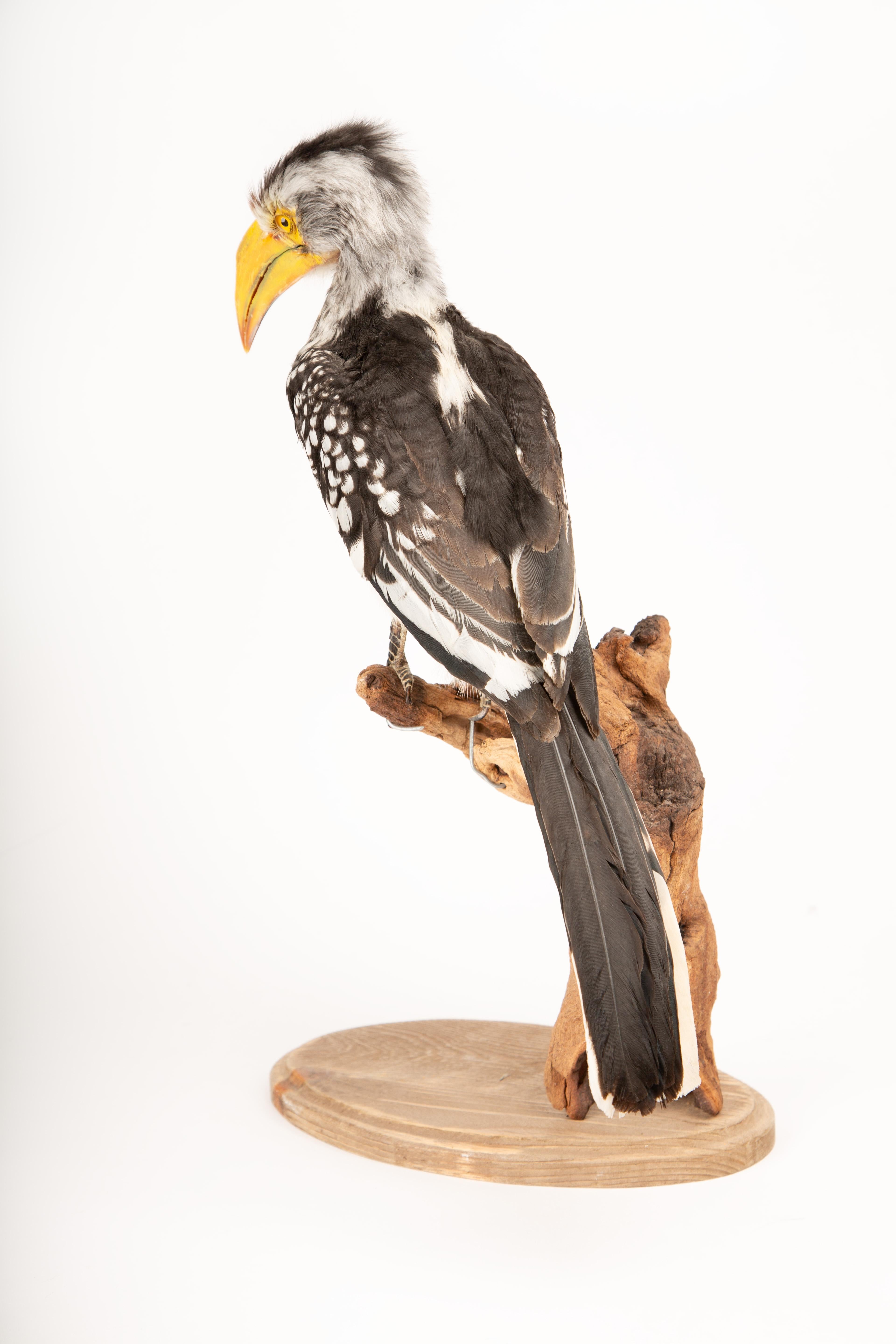 Taxidermie du Sud, corne d'abondance jaune sur support en bois flotté en vente 1