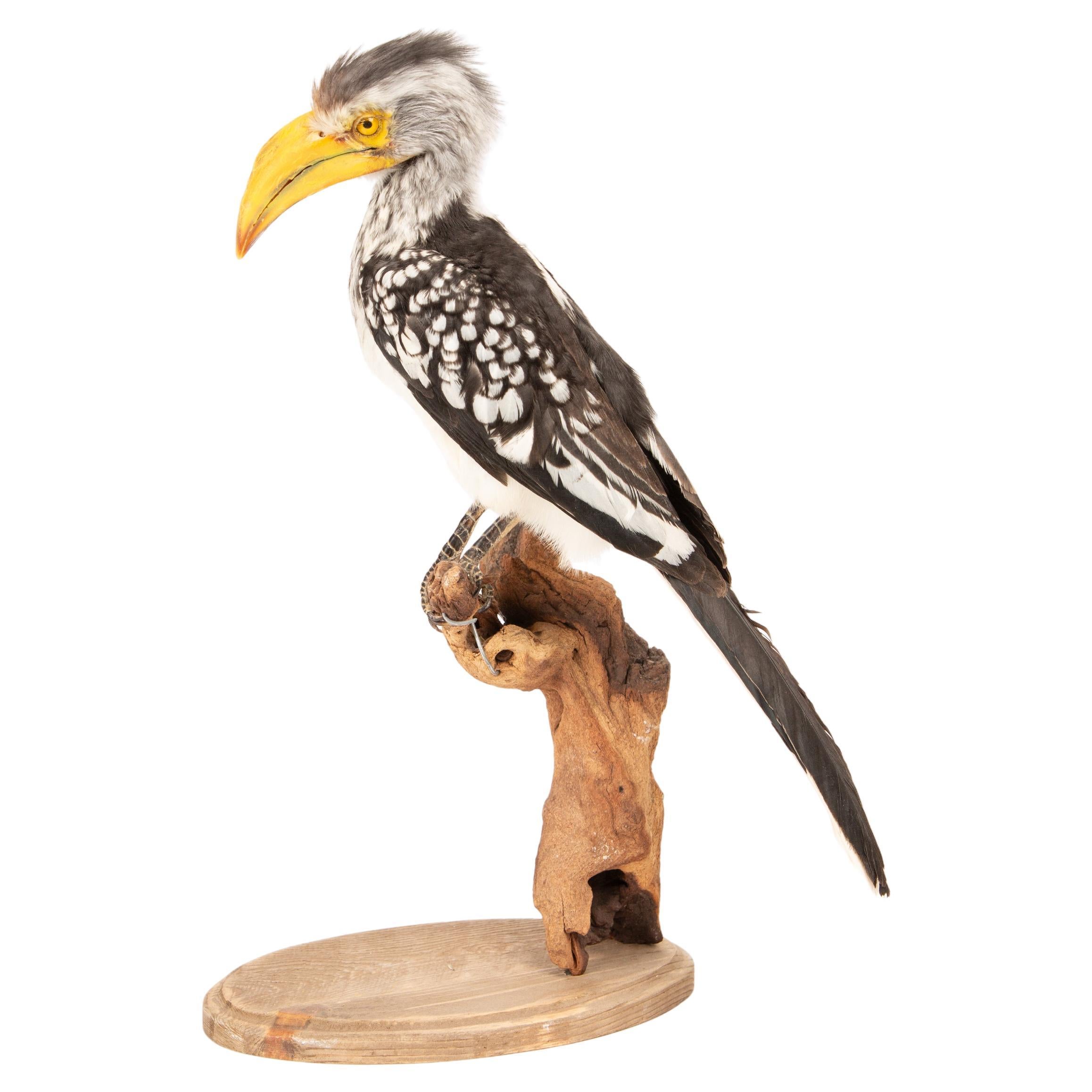 Taxidermy Southern Yellow-billed Hornbill on Driftwood Mount