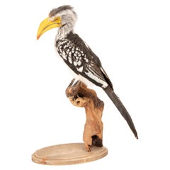 Taxidermy Southern Yellow-billed Hornbill on Driftwood Mount