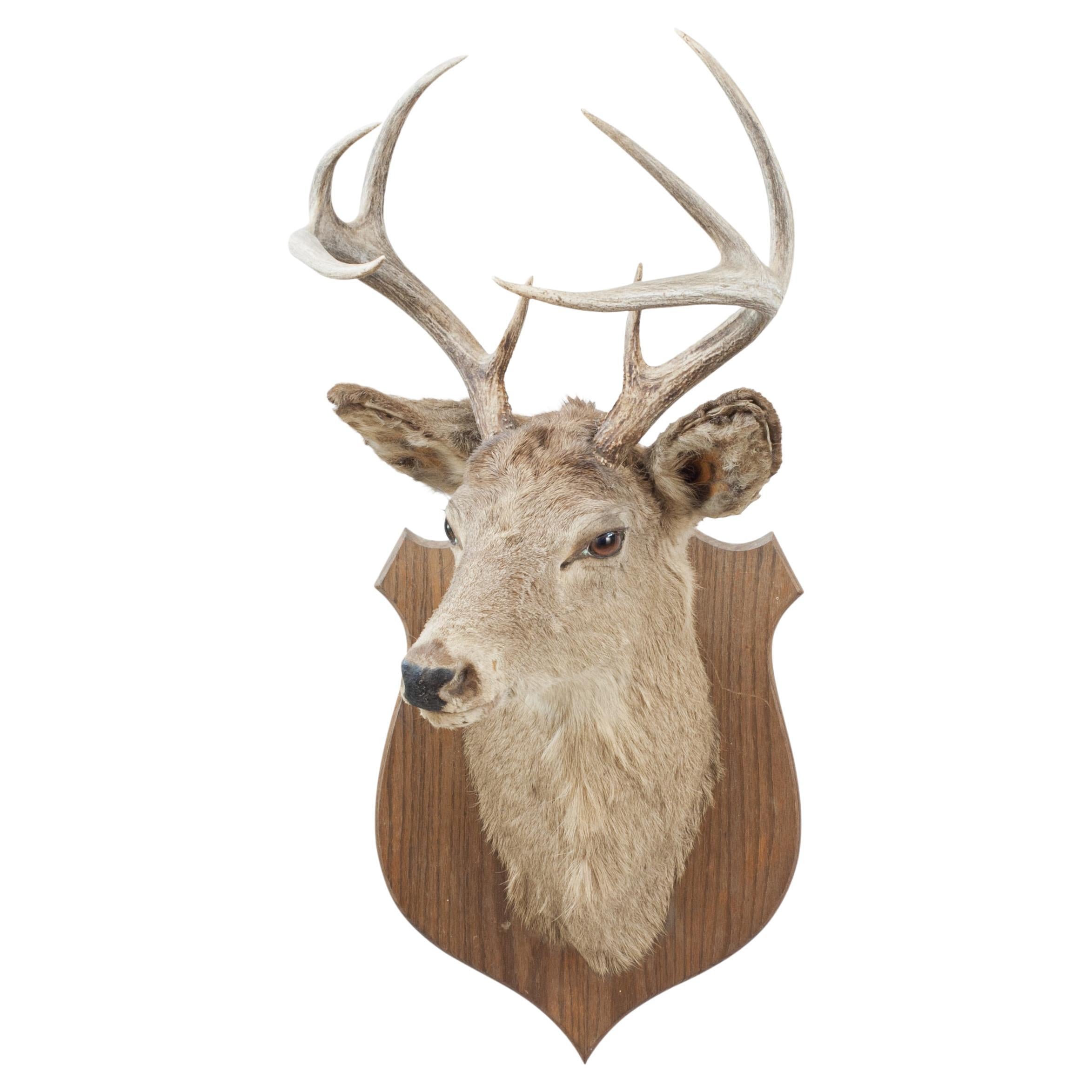 Taxidermy Stags Head