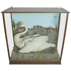 Taxidermy Study of a Swan