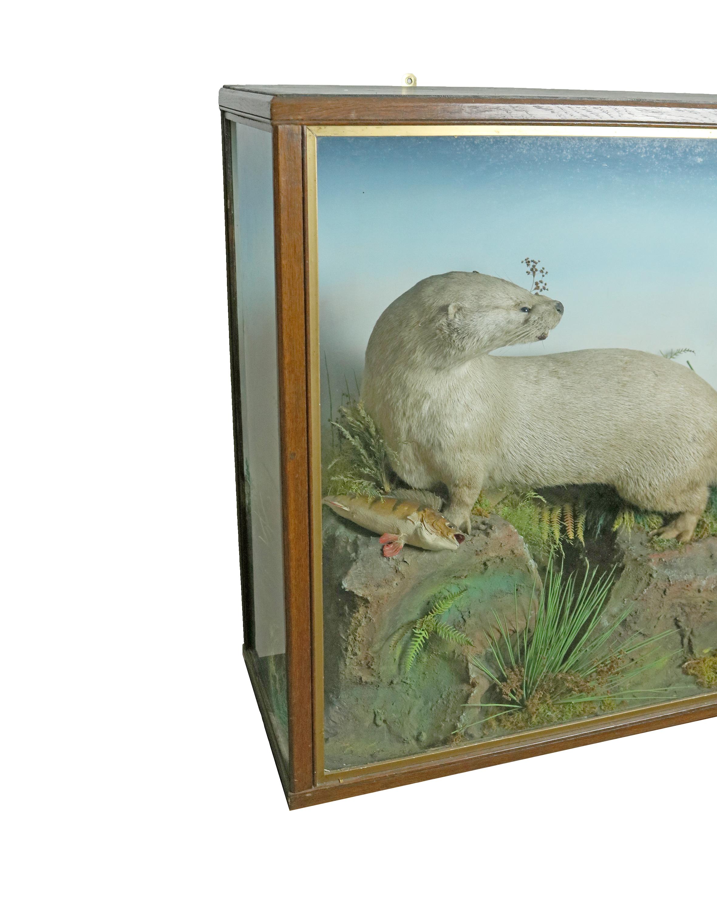 A Victorian taxidermy study of an otter in original case.

The otter is purched on a rock in a natural setting accompanied by a fish. The otter is seen inside a glass case with wooden frame.