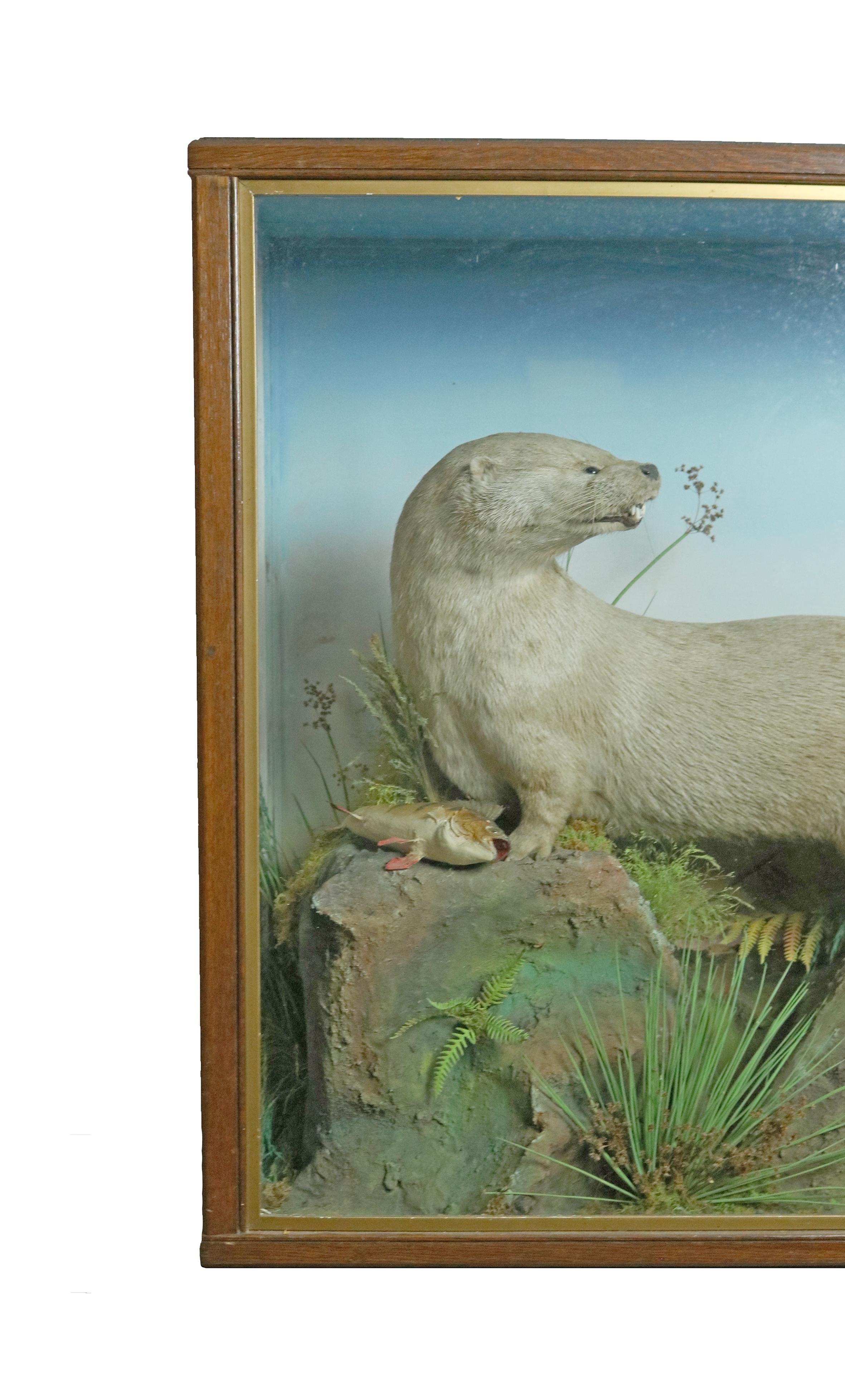 Taxidermy Study of an Otter In Good Condition In Oxfordshire, GB