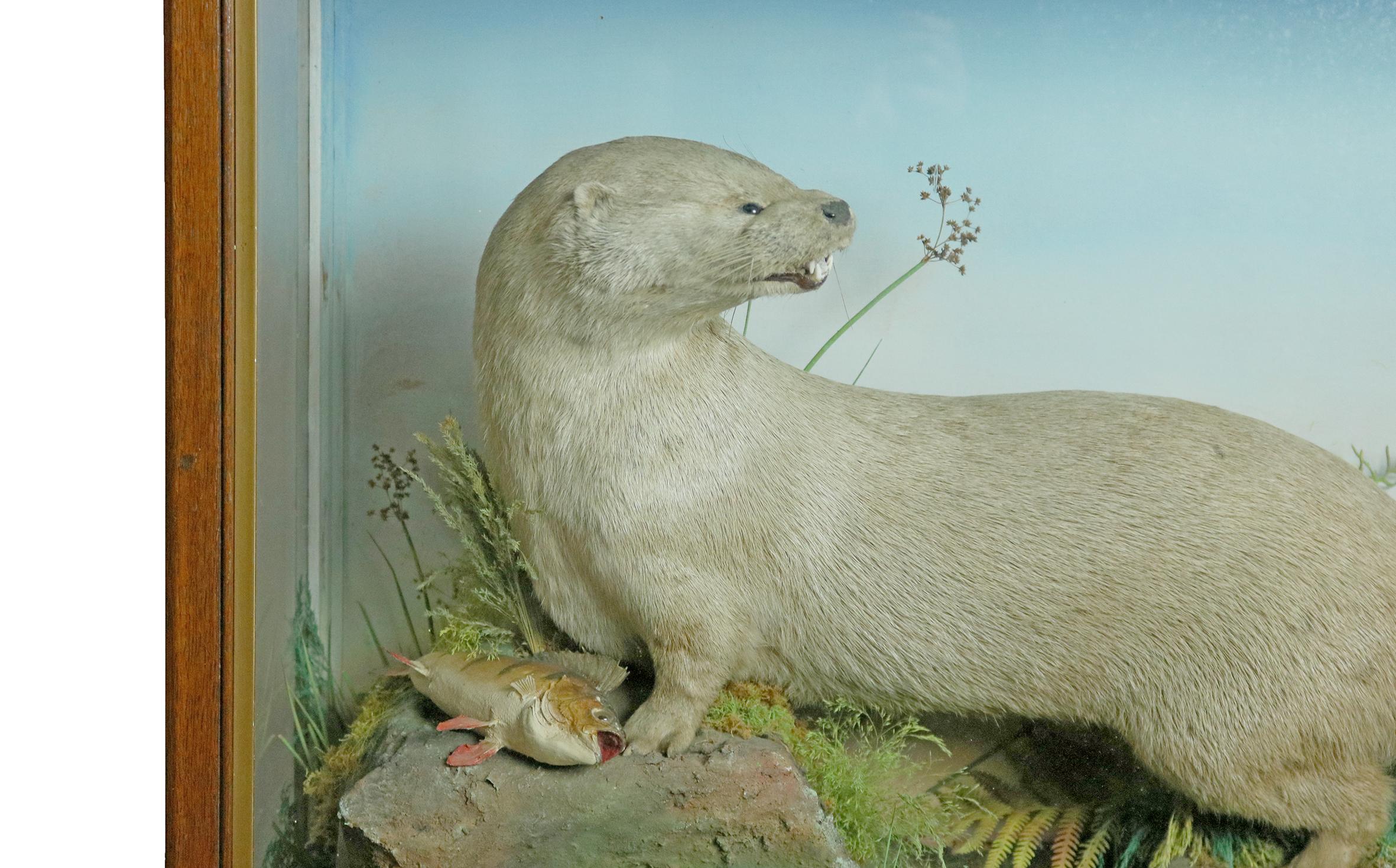 19th Century Taxidermy Study of an Otter