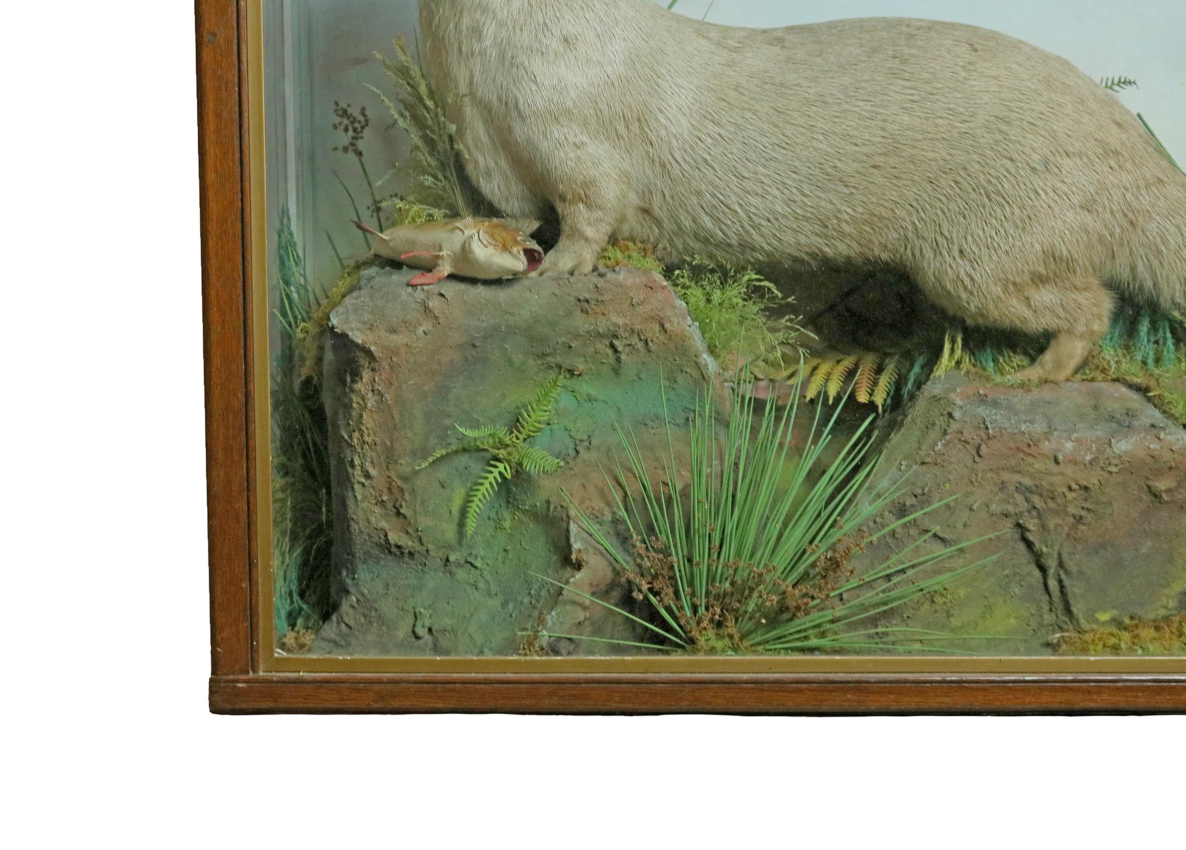 Taxidermy Study of an Otter 1