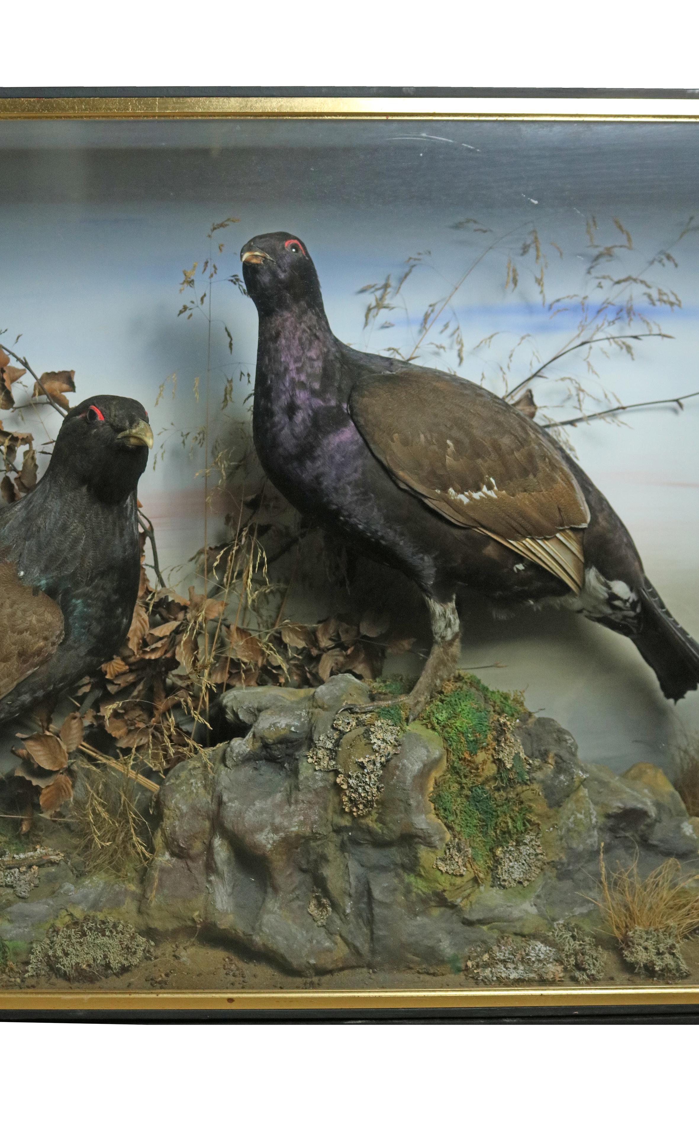 An outstanding 19th century cased study of two Capercaillie. 

Both birds perched on a rock in naturalistic scene within the glass case held with wooden frame.
