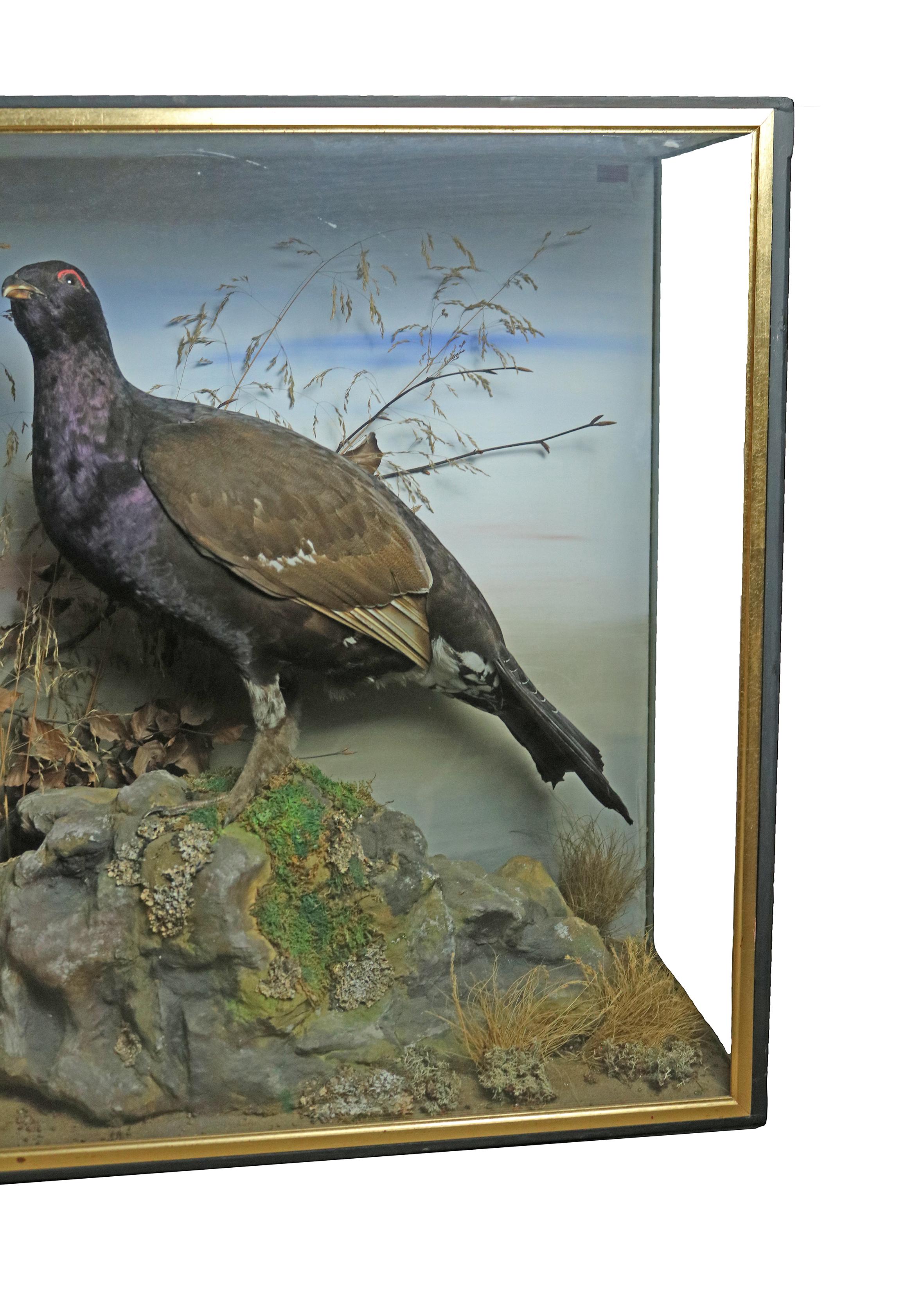 Taxidermy Study of Capercaillie In Good Condition In Oxfordshire, GB