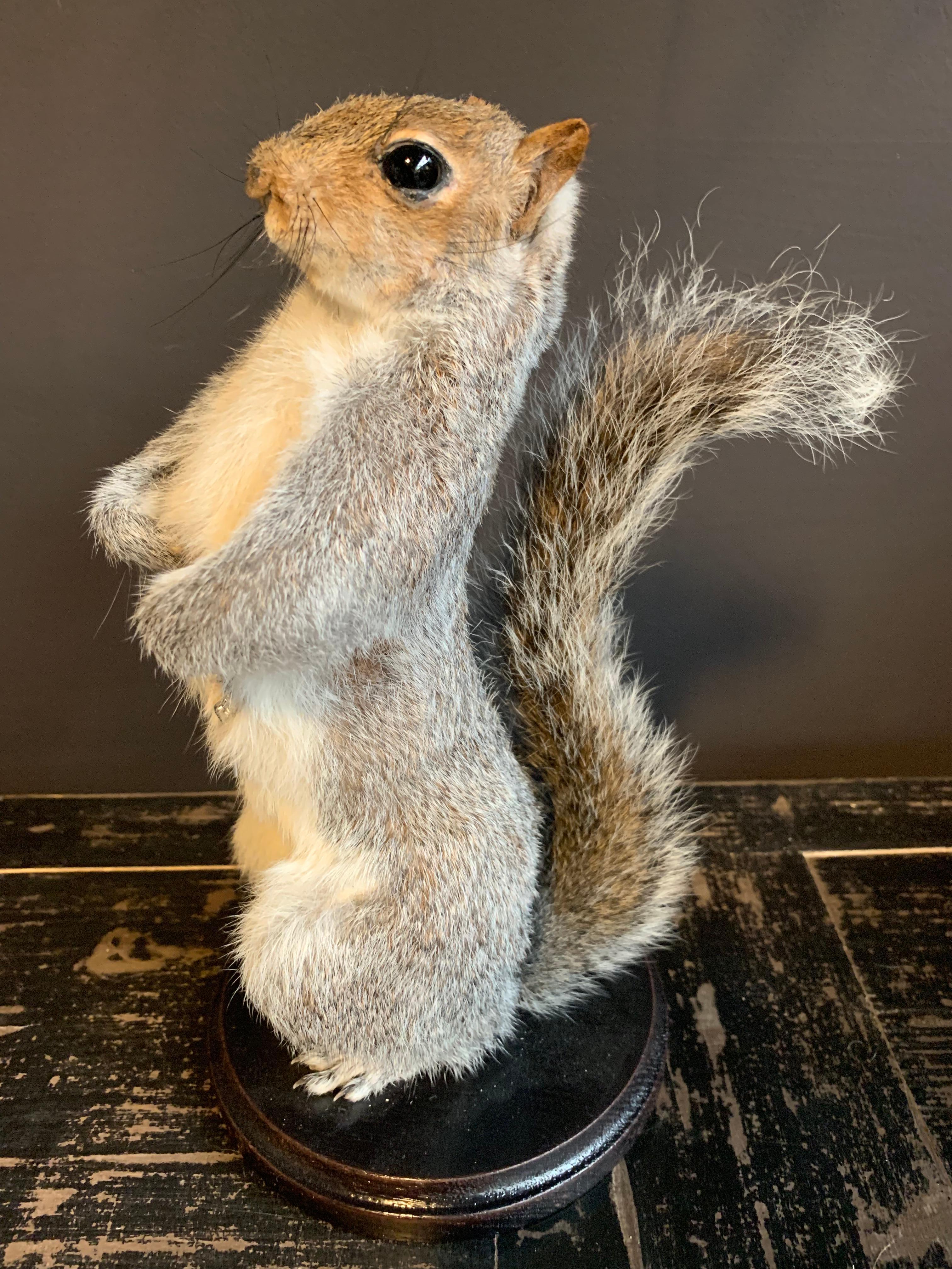 Recently made taxidermy super squirrel. The squirrel is completely handmade and died a natural death.