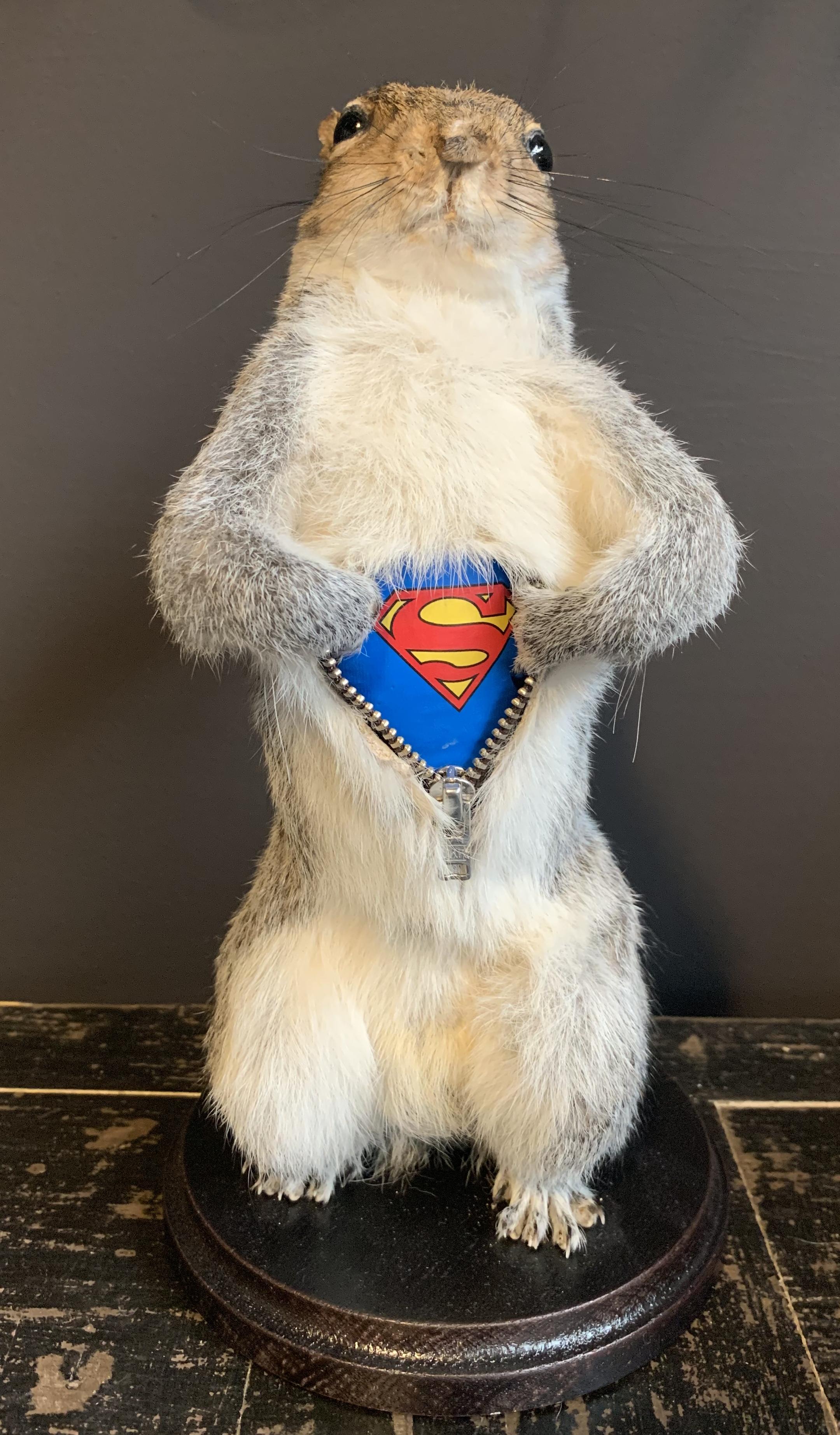 taxidermy squirrel