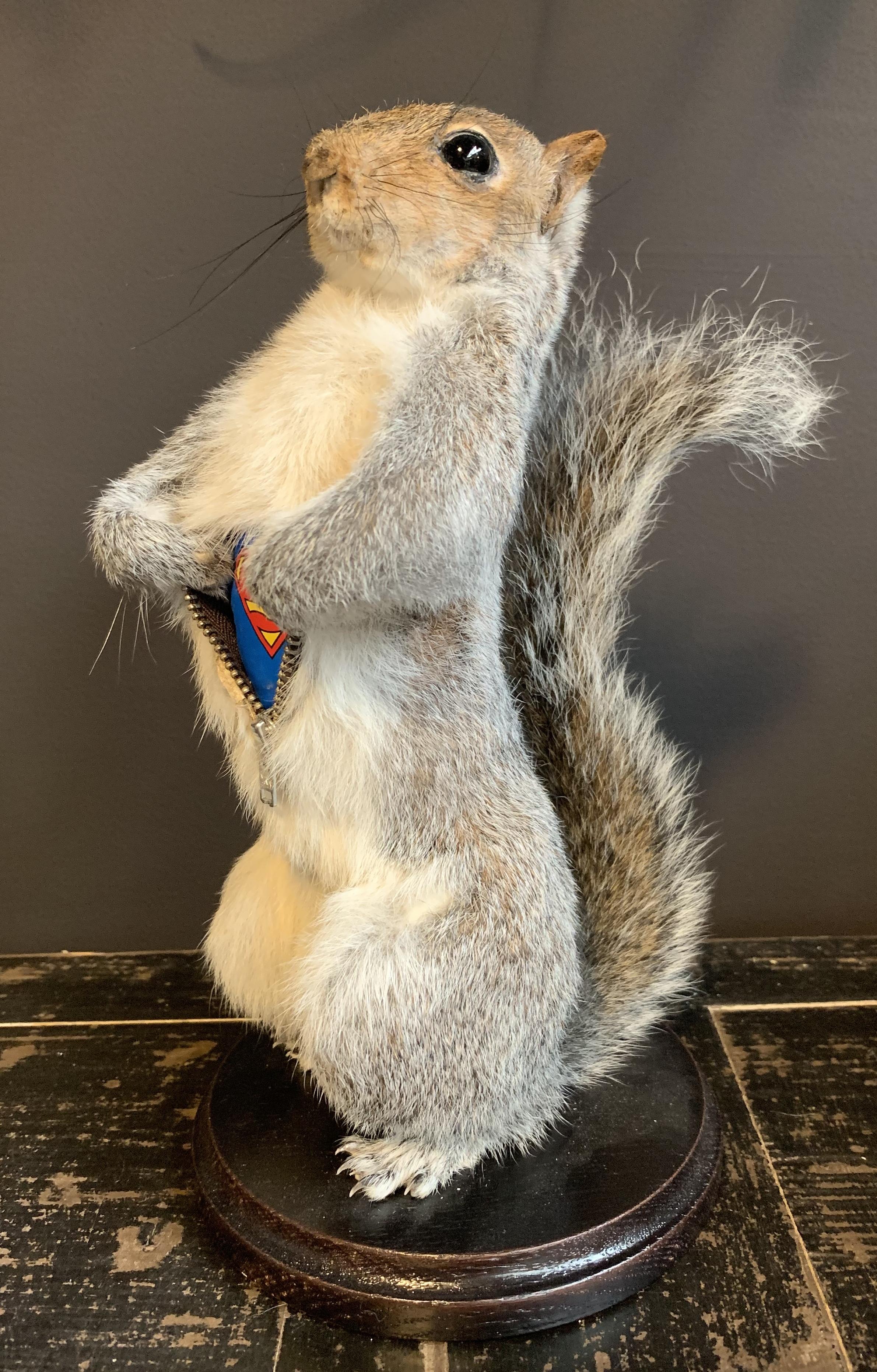Dutch Taxidermy Super Squirrel