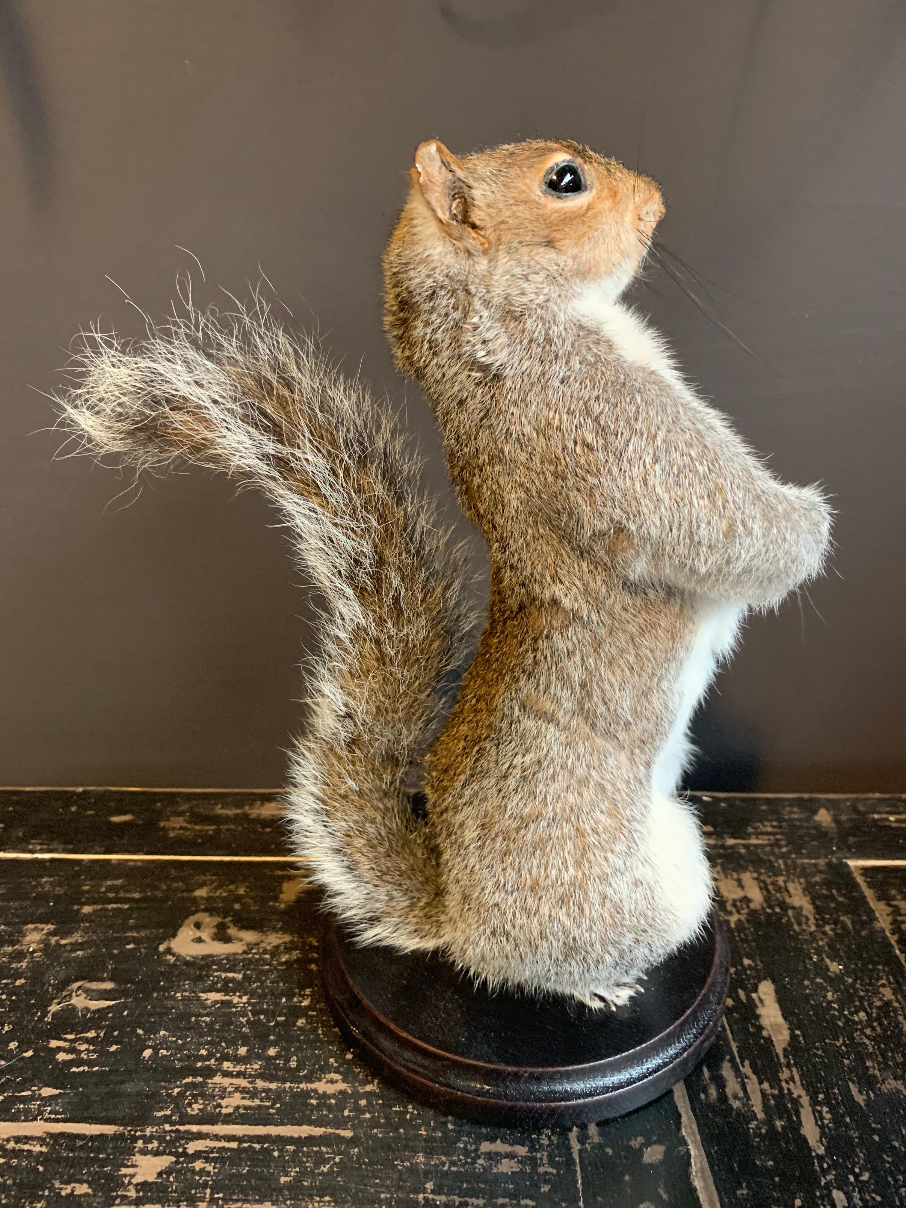 Country Taxidermy Super Squirrel