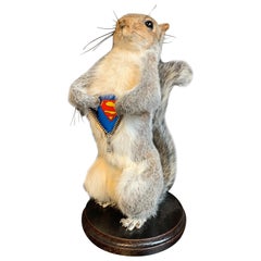 Taxidermie Super-Eichhörnchen