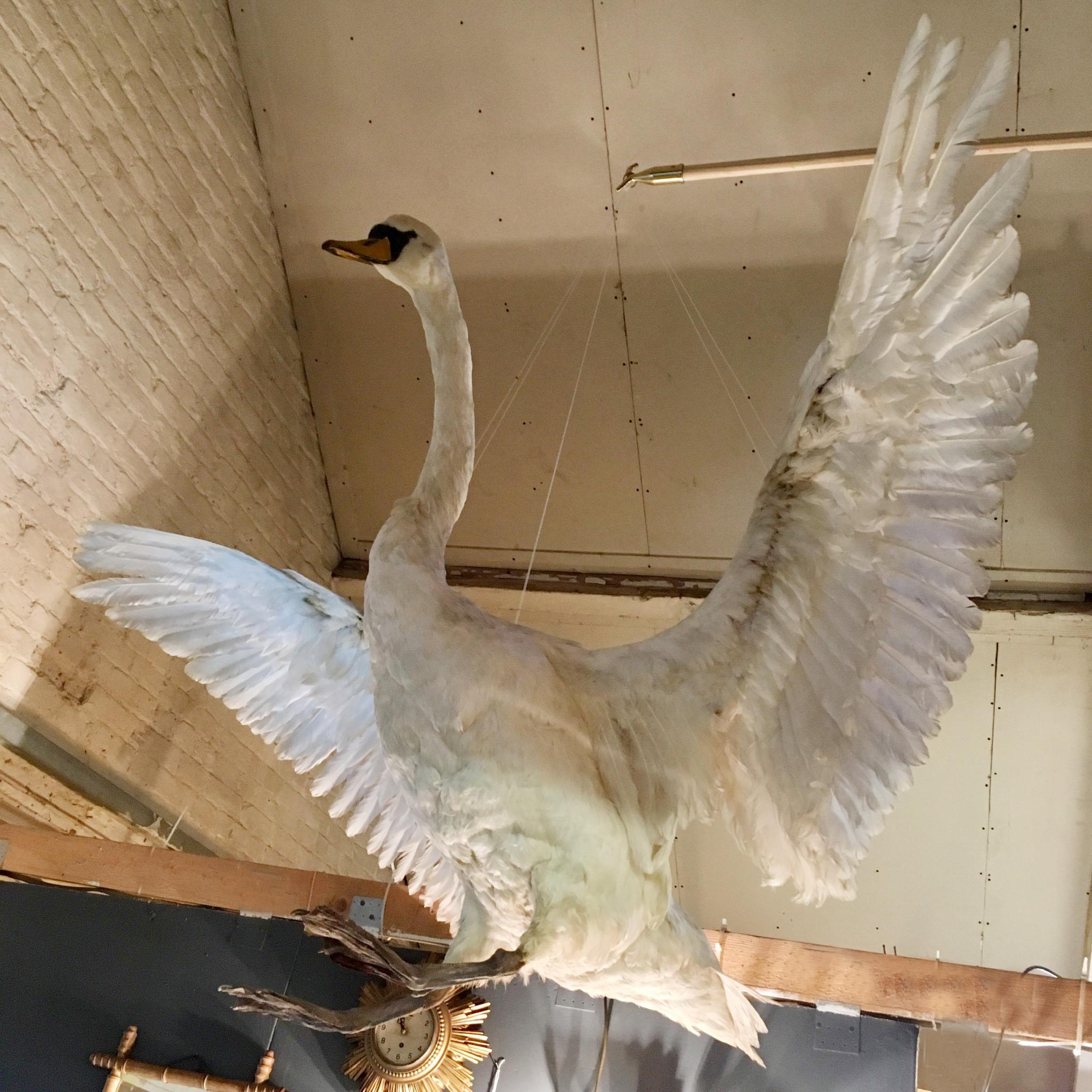 Beautiful vintage taxidermy swan in flight

This is a stunning vintage piece

The swan measures approximate 1.70m across its open wings.

It is a vintage piece so has some standard signs of age in the way of dust marking from years of being