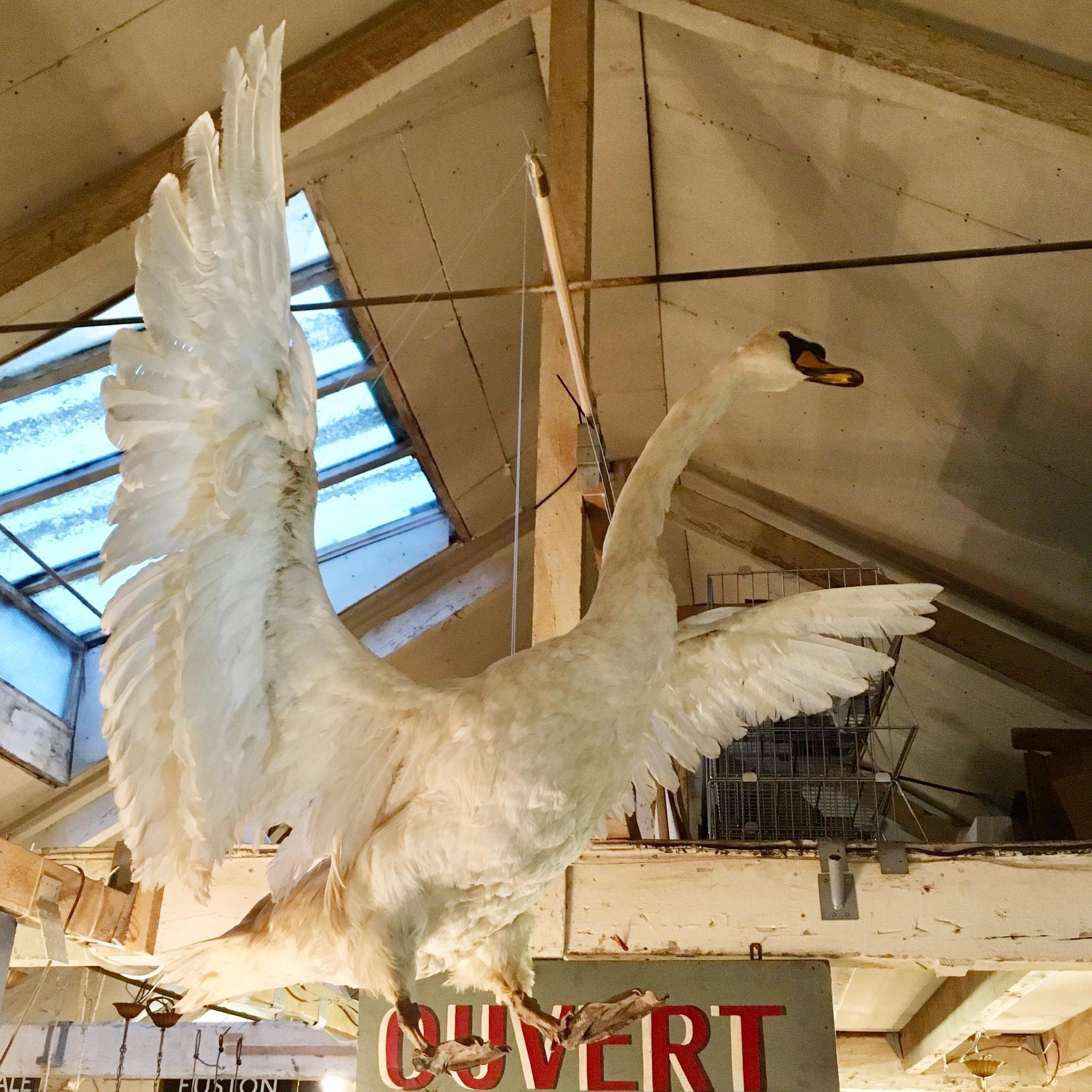 swan taxidermy