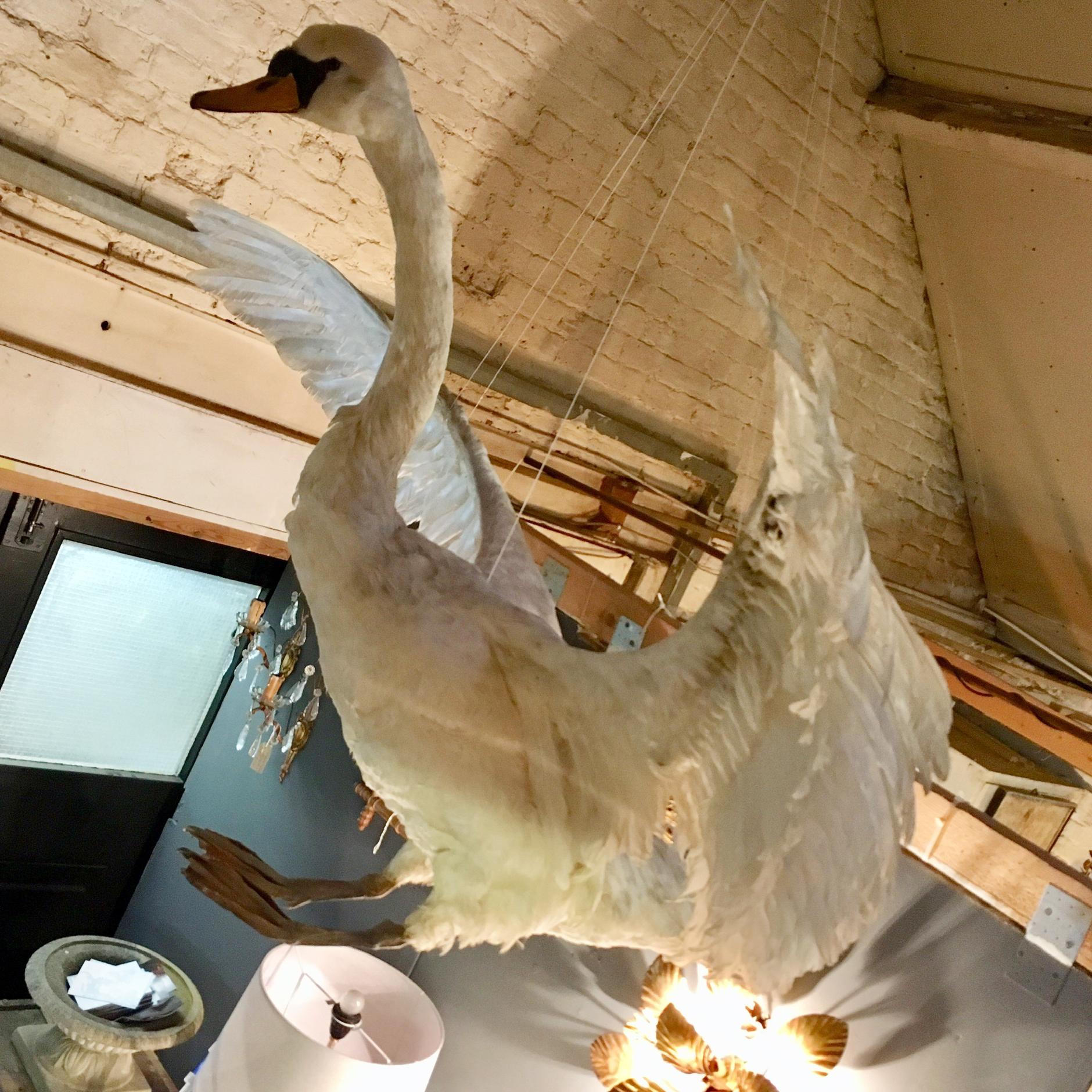 tundra swan mount