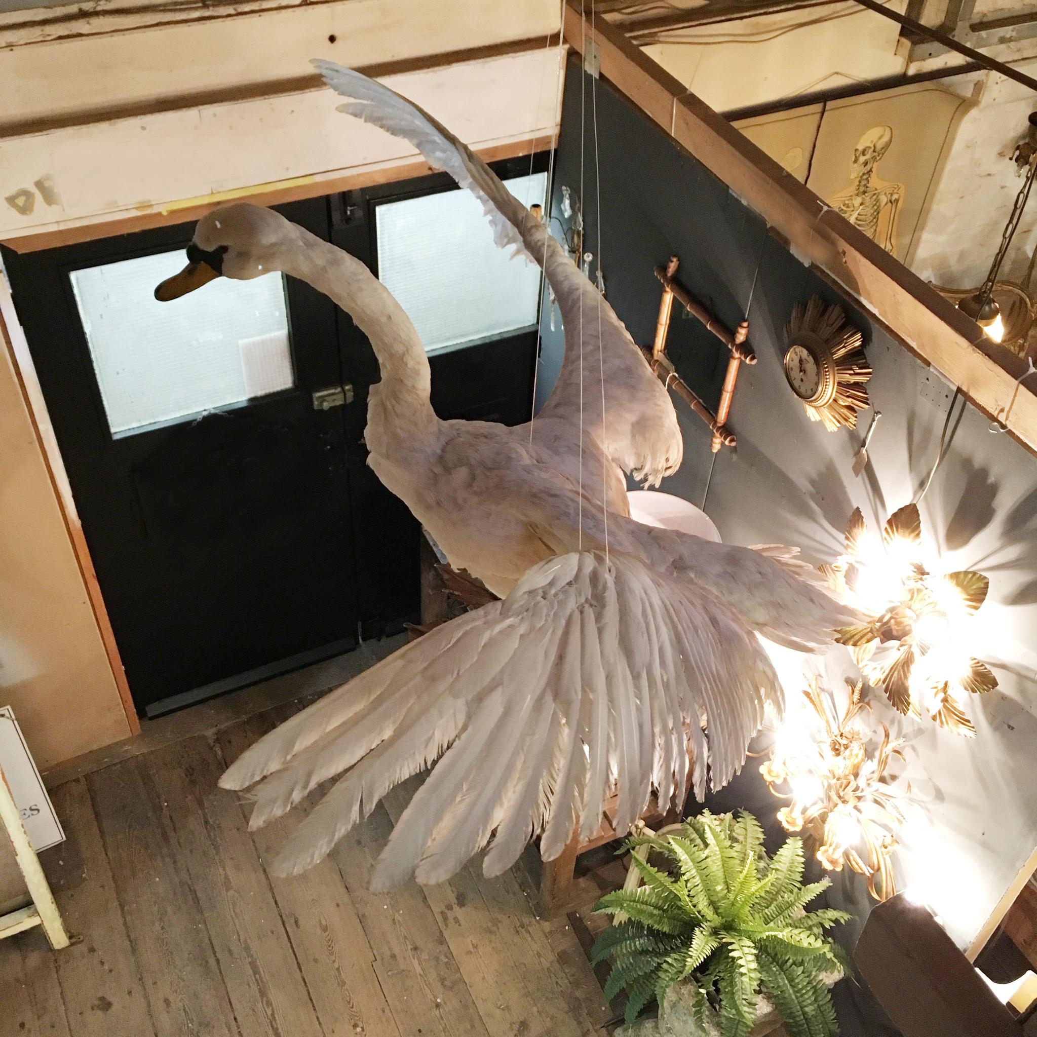 swan mounts