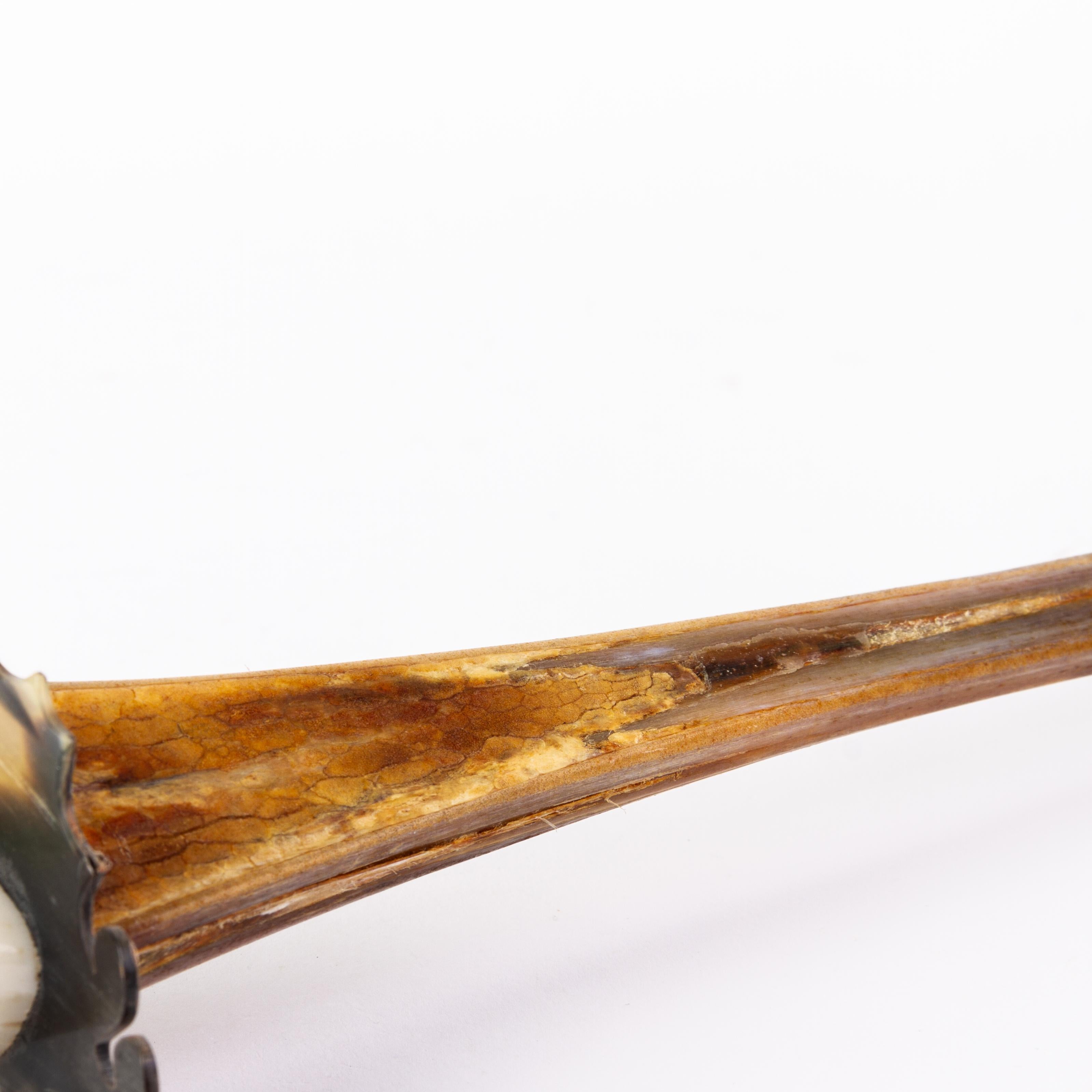 Taxidermie Schwertfisch Bill & Horn Neuheit Schwert 19. Jahrhundert im Angebot 4
