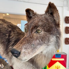 Taxidermy Timberwolf on Rock Stand, 1970s USA