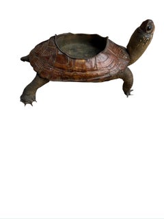 Taxidermy Tortoise Shell Ashtray-Double check price I did the math myself