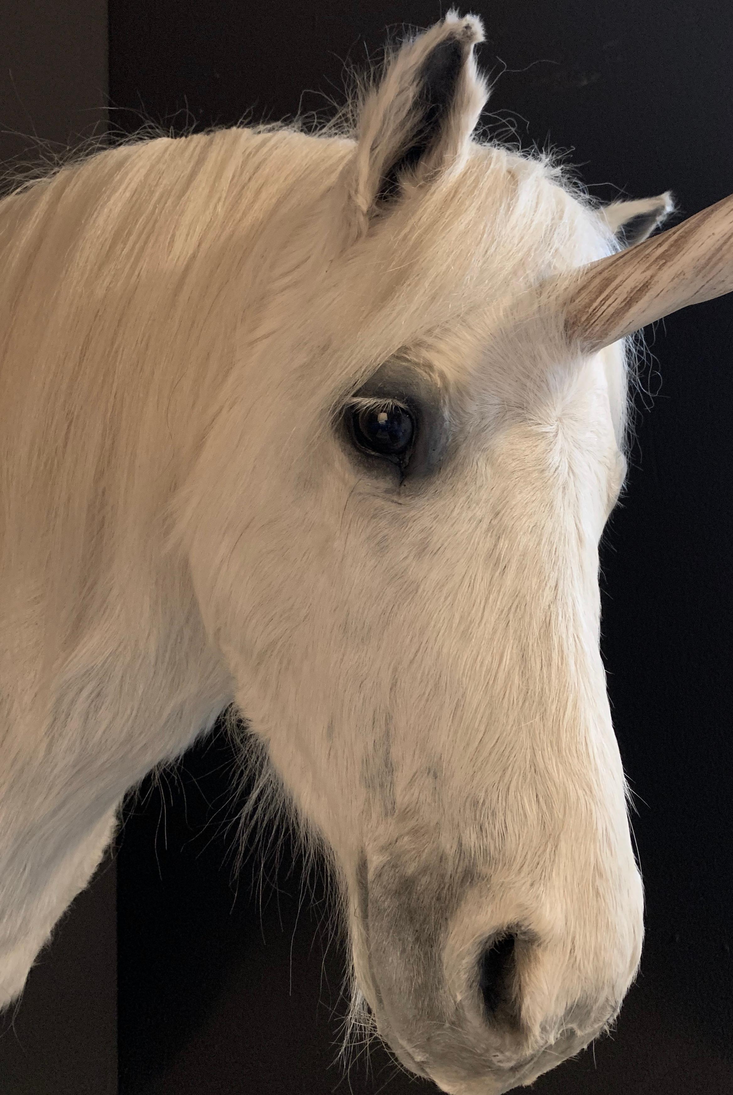 Recently made taxidermy shoulder mount of a small white horse ( Equus Caballus ) 
Fitted with a plaster 