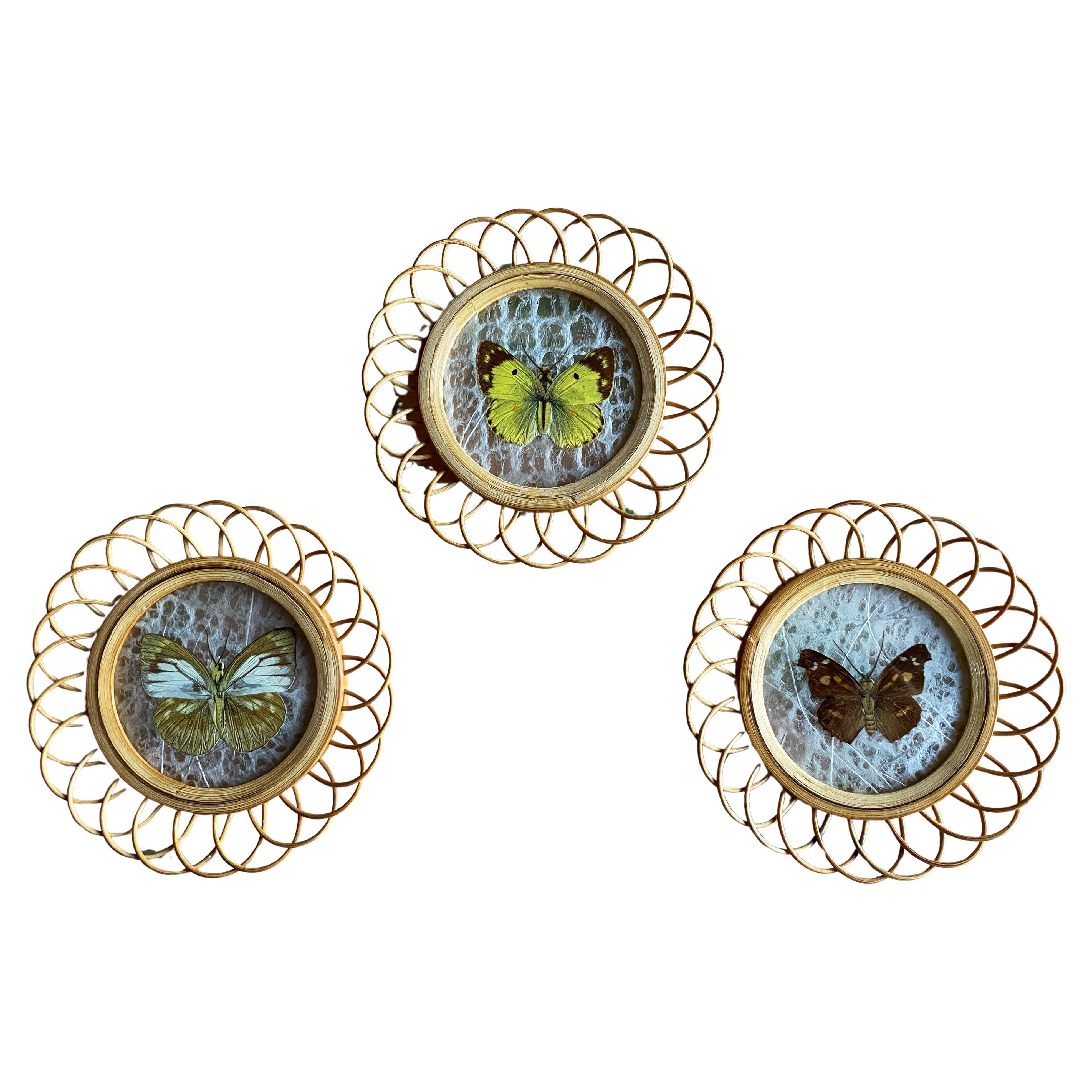 Taxidermy Wall Decoration Collection of 3 Butterflies, Spain, 1950s For Sale 4