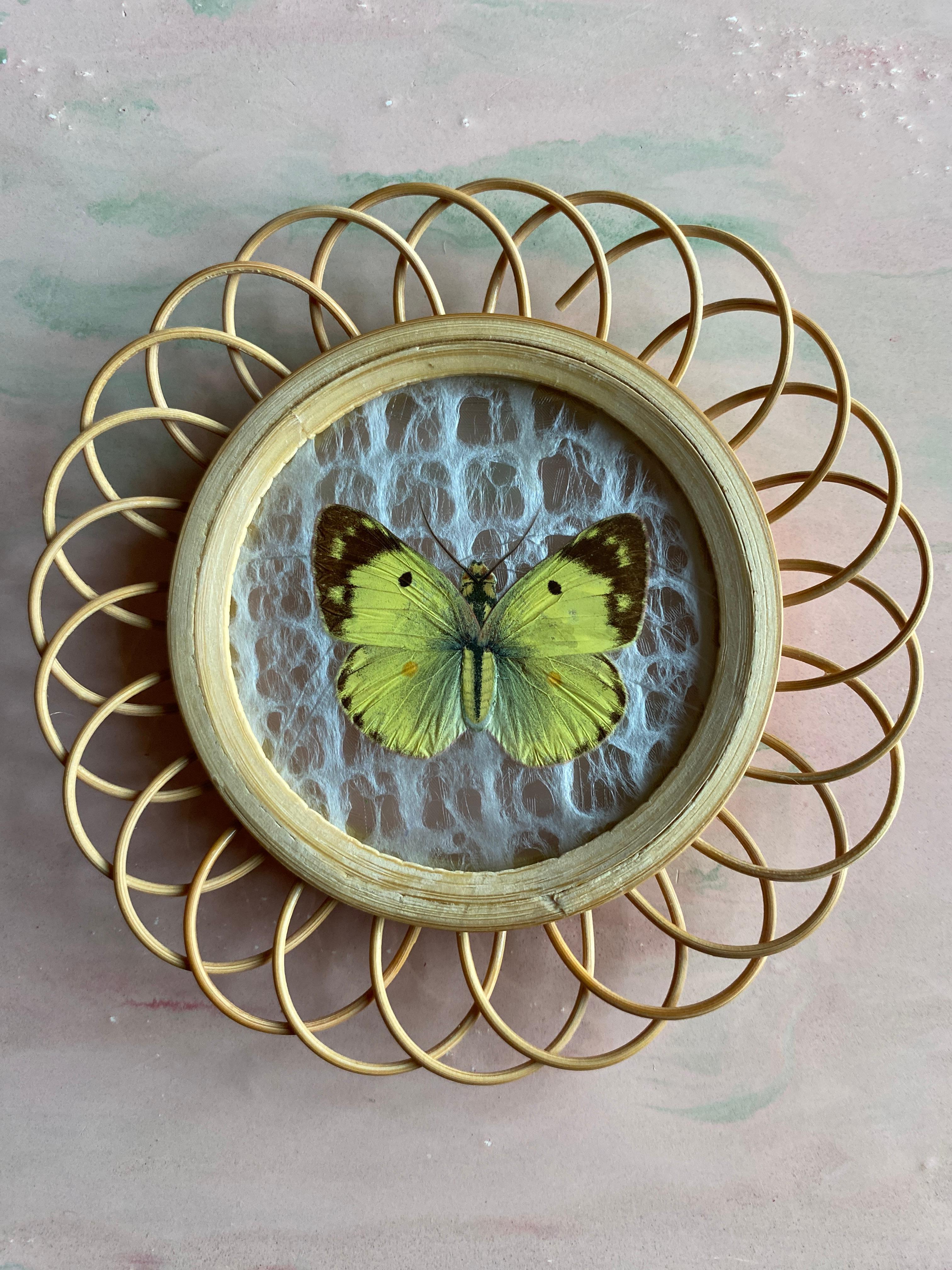 Spanish Taxidermy Wall Decoration Collection of 3 Butterflies, Spain, 1950s For Sale