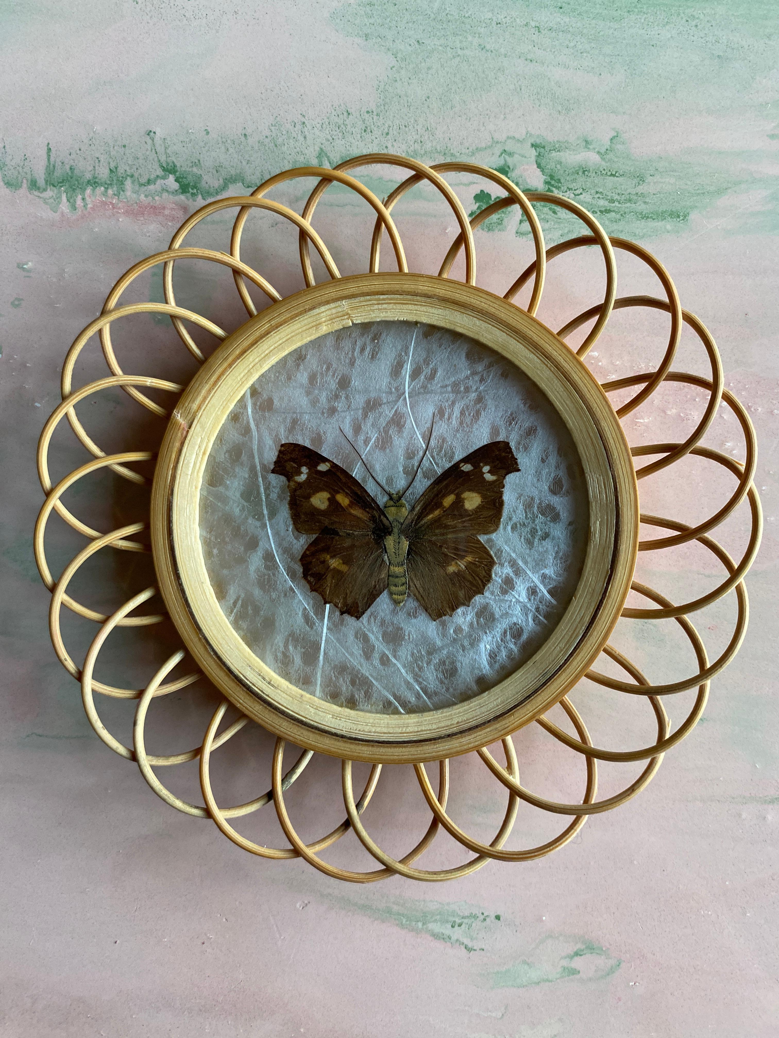 Taxidermy Wall Decoration Collection of 3 Butterflies, Spain, 1950s In Good Condition For Sale In Grythyttan, SE