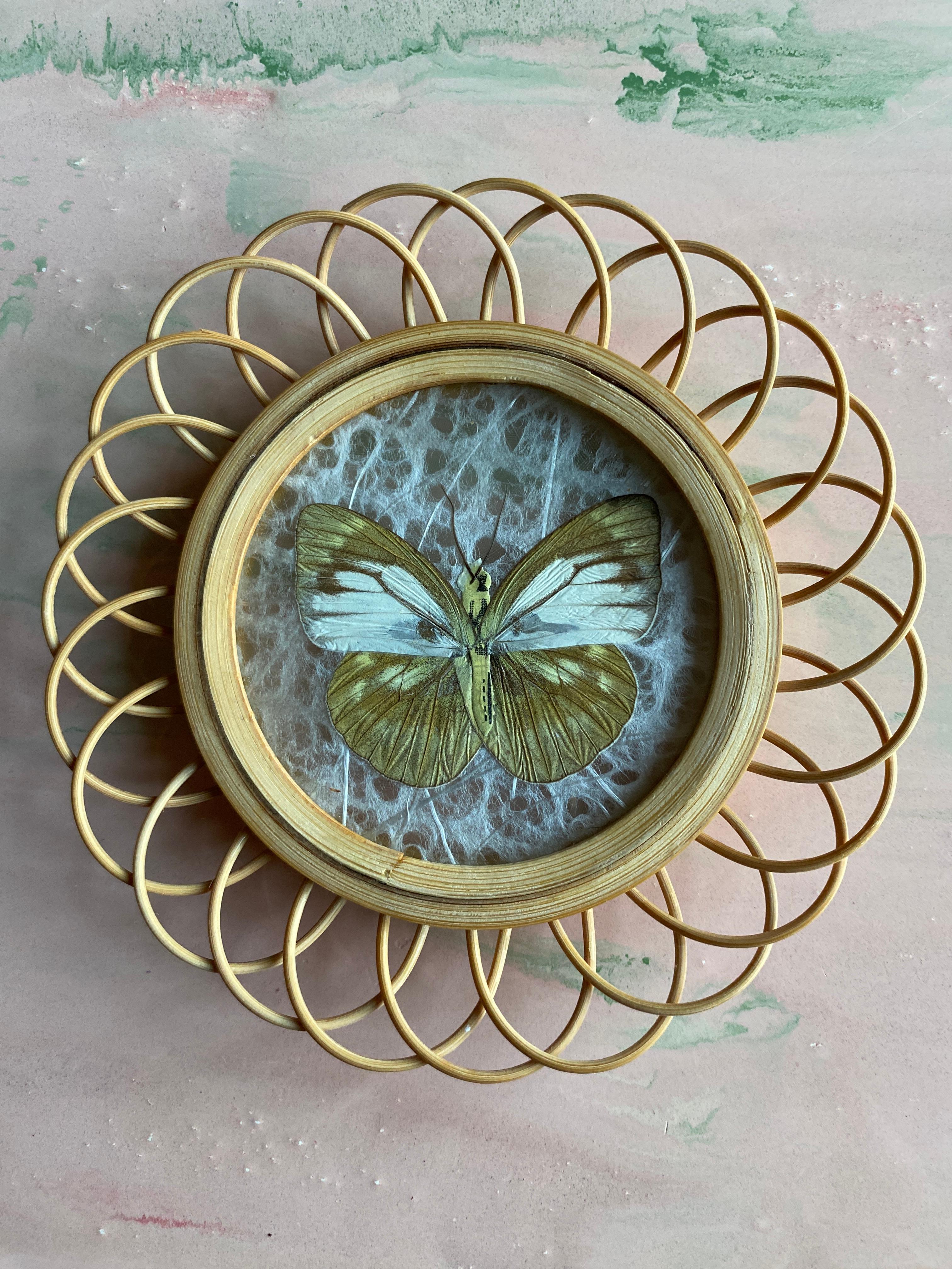 Mid-20th Century Taxidermy Wall Decoration Collection of 3 Butterflies, Spain, 1950s For Sale