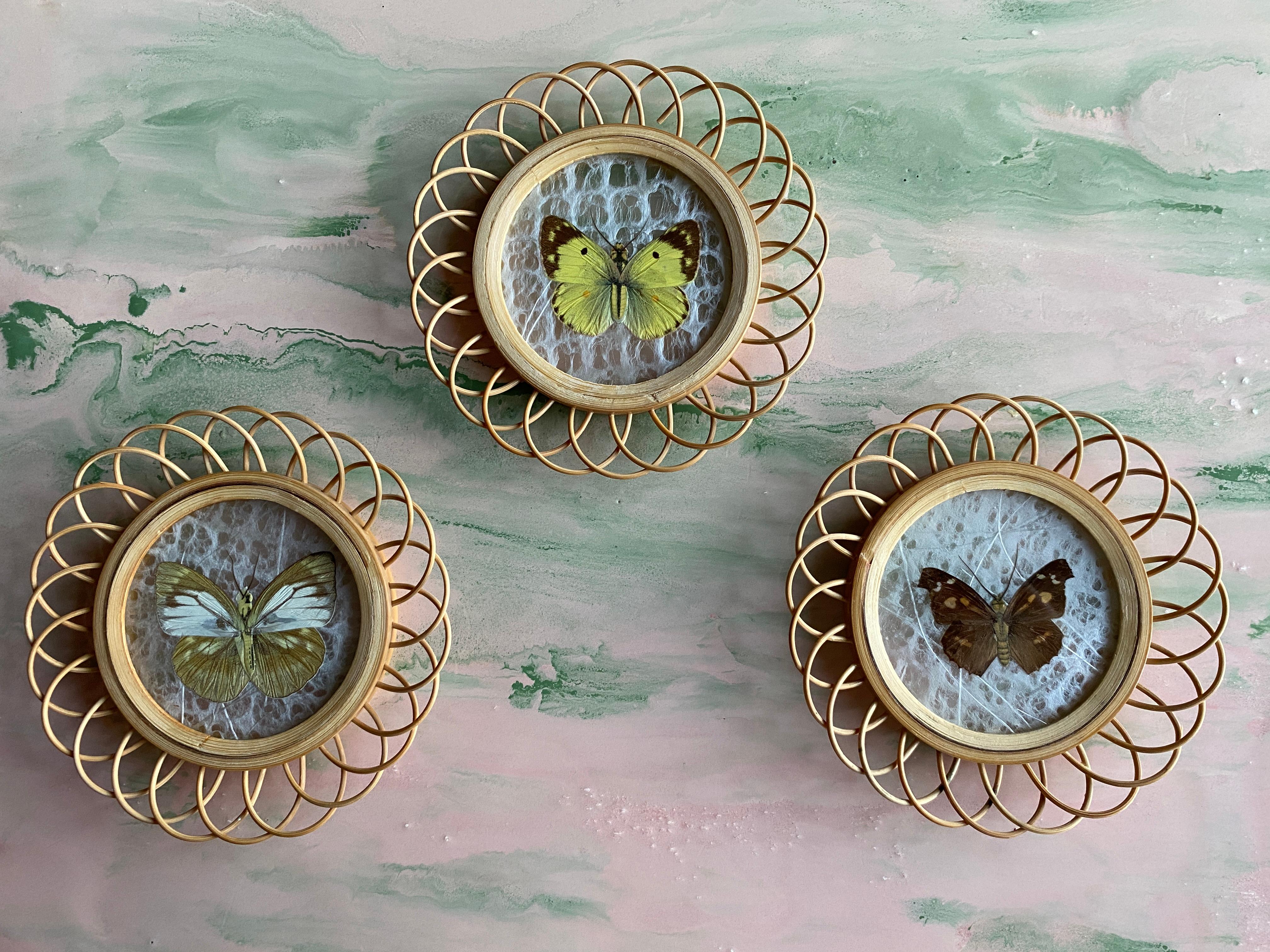 Glass Taxidermy Wall Decoration Collection of 3 Butterflies, Spain, 1950s For Sale
