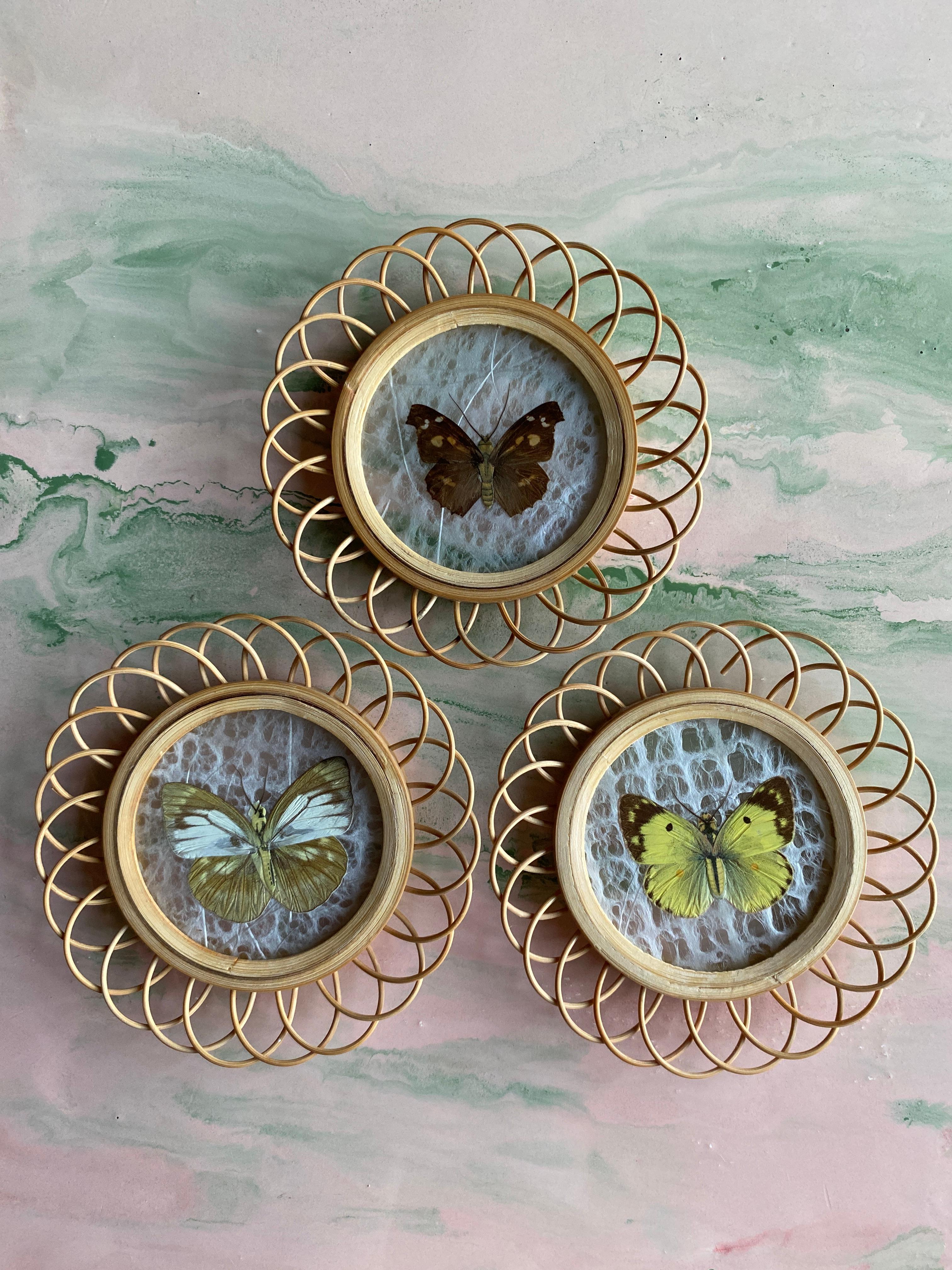 Taxidermy Wall Decoration Collection of 3 Butterflies, Spain, 1950s For Sale 3