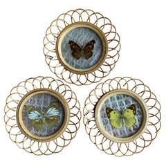 Vintage Taxidermy Wall Decoration Collection of 3 Butterflies, Spain, 1950s