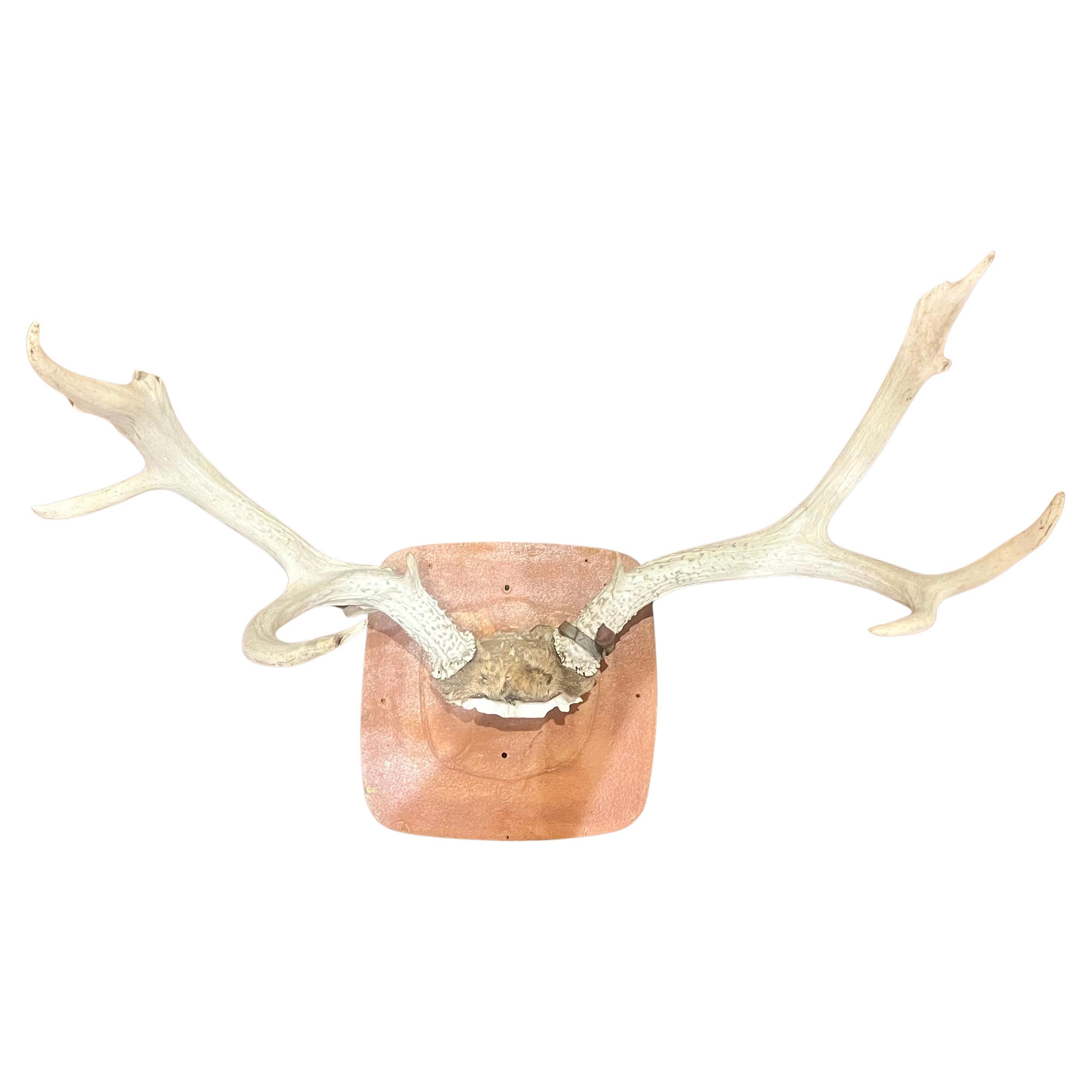 Pair of deer antlers mounted on wood plaque circa 1970's sold AS/IS.