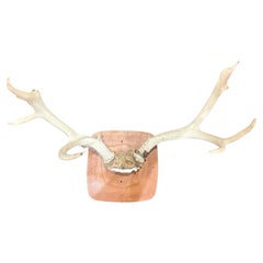 Taxidermy Wall Mounted Deer Horns Antlers Cabin