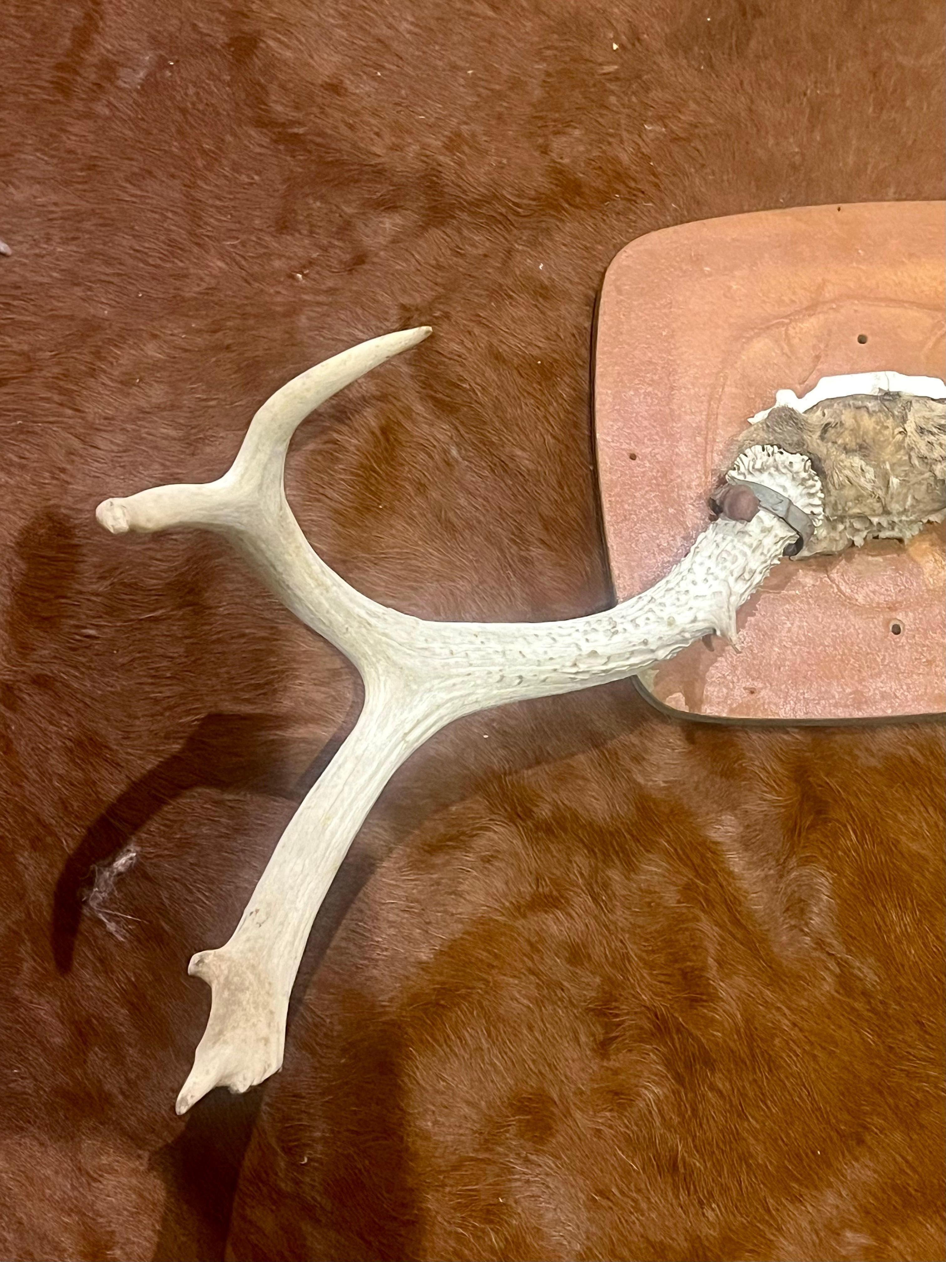 American Craftsman Taxidermy Wall Mounted Deer Horns Antlers Cabin For Sale