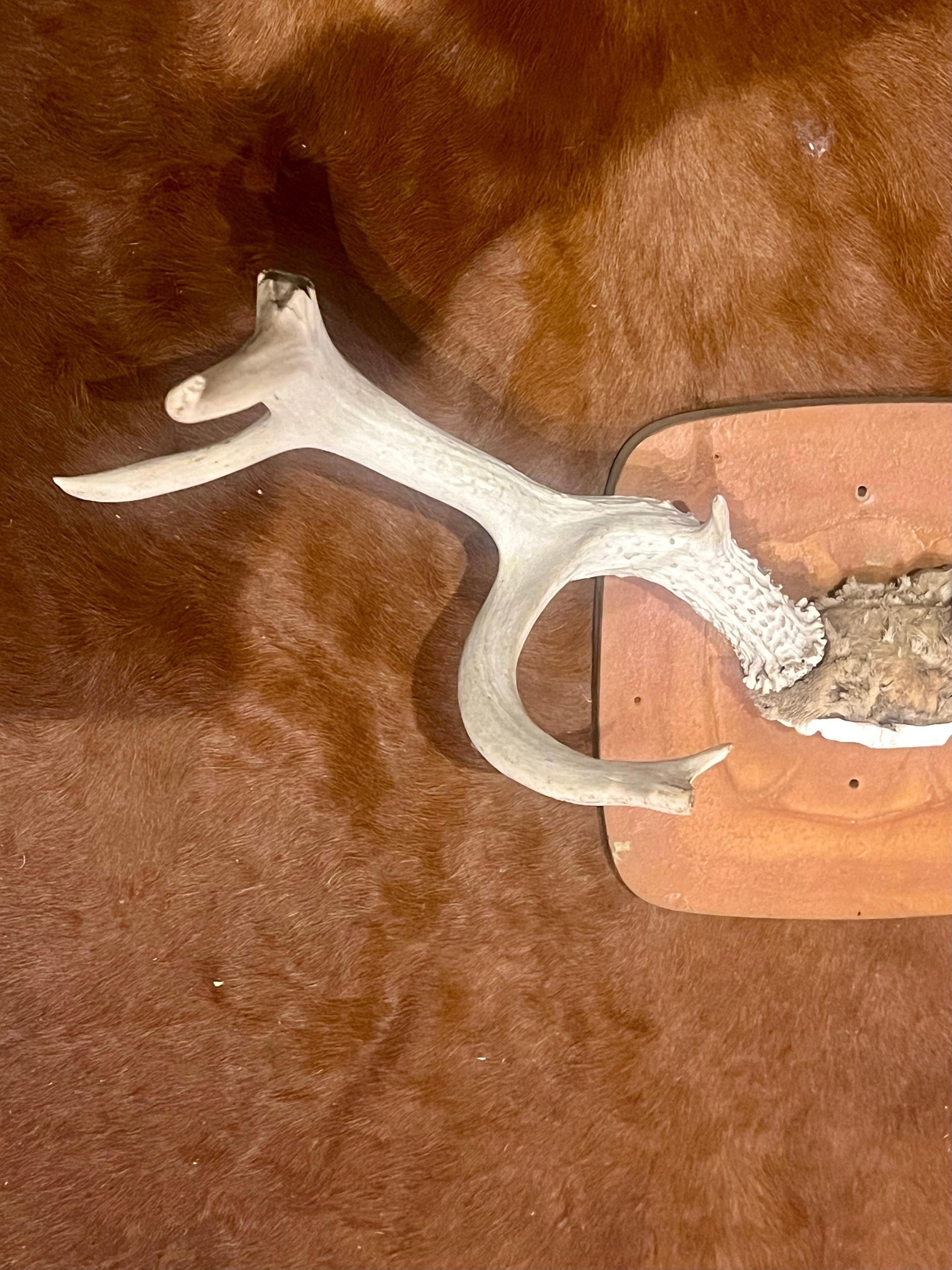 Taxidermy Wall Mounted Deer Horns Antlers Cabin In Fair Condition For Sale In San Diego, CA