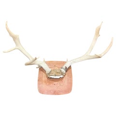 Taxidermie murale cornes et bois de cerf Cabine