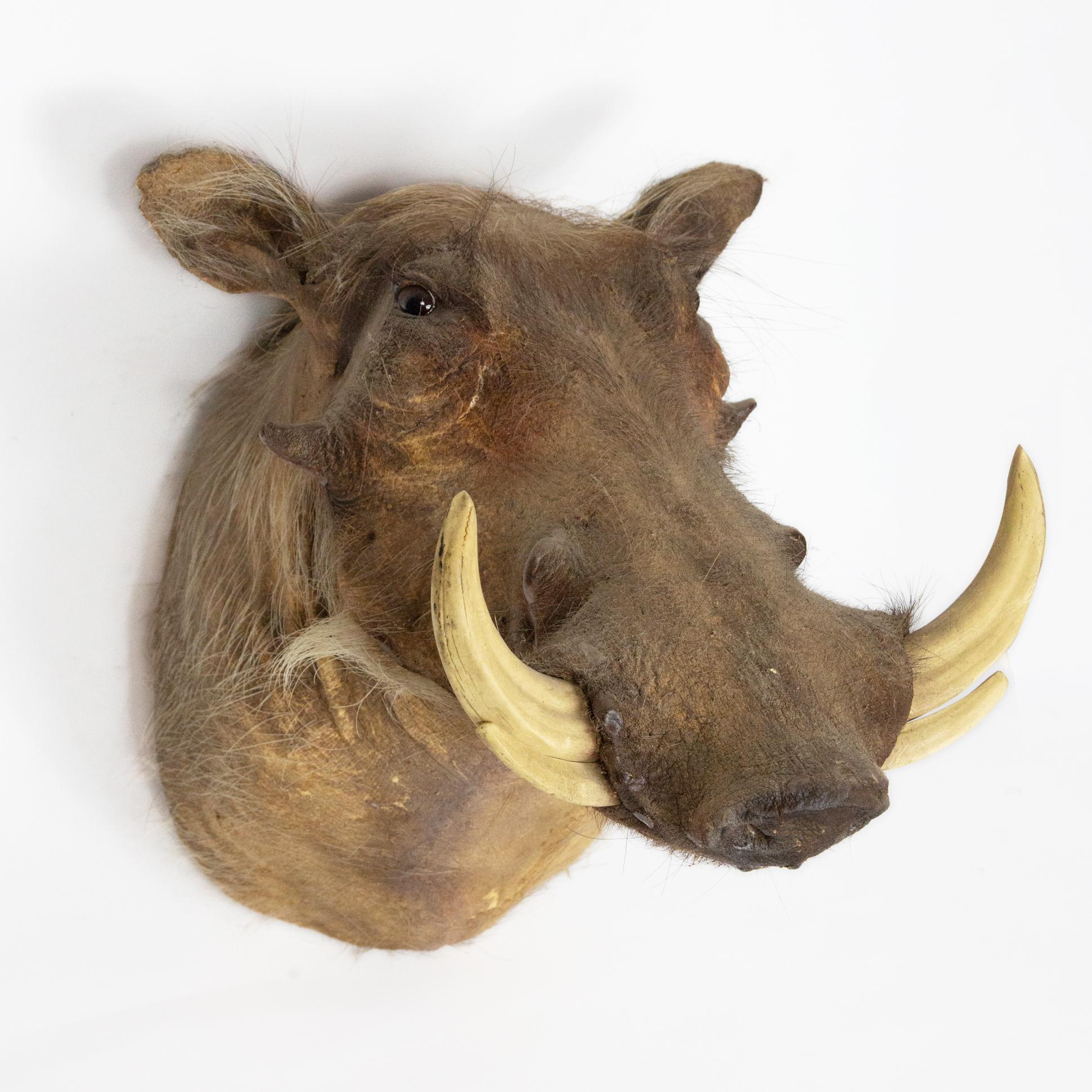 Taxidermy warthog. The warthog is a wild species of pig found in Kenya, Somalia, and Ethiopia.