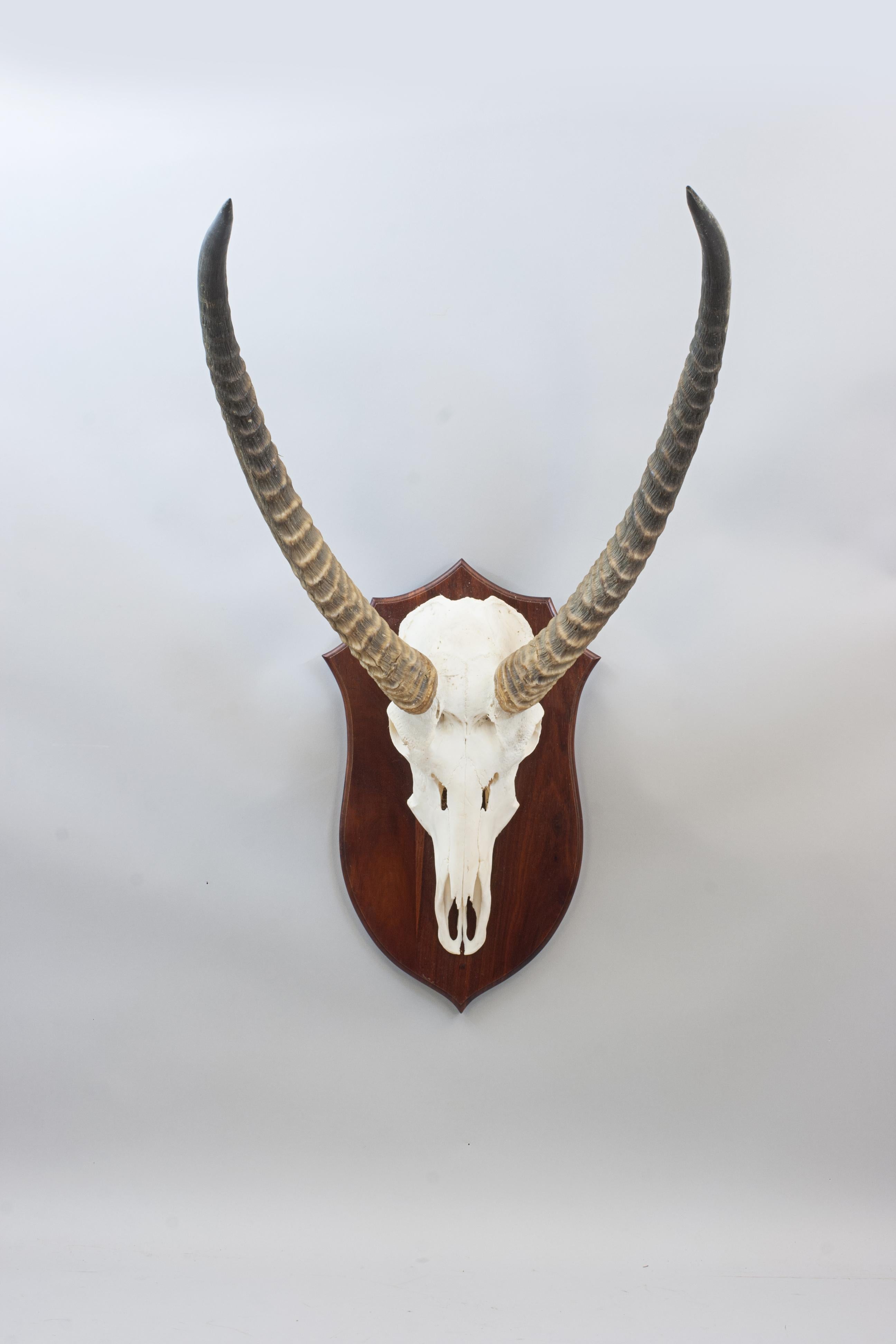 Taxidermy Waterbuck, Skull Mount For Sale 4
