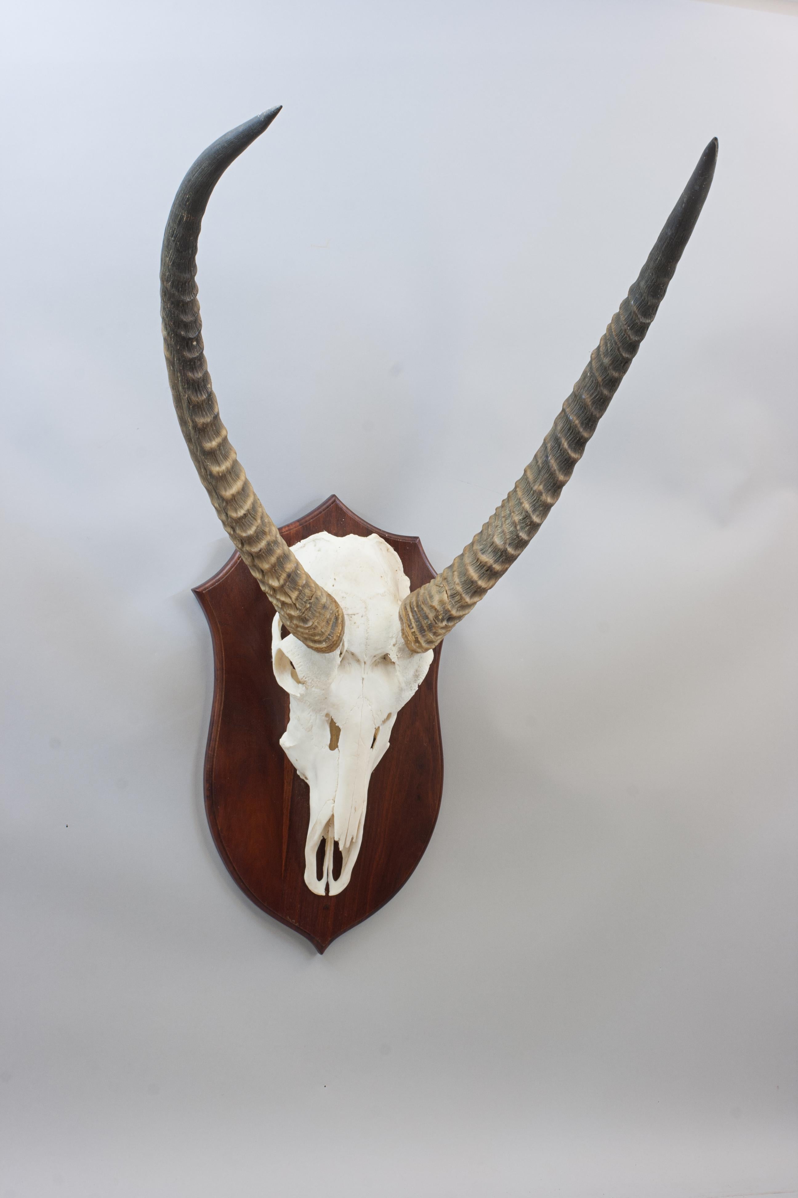 Big Game Taxidermy, Waterbuck.
This prepared big game trophy skull mount is of a Water Buck, it may not be antique but it is very impressive. The taxidermy is clean and well prepared, taxidermist unknown. A great pair of spiral-structured horns