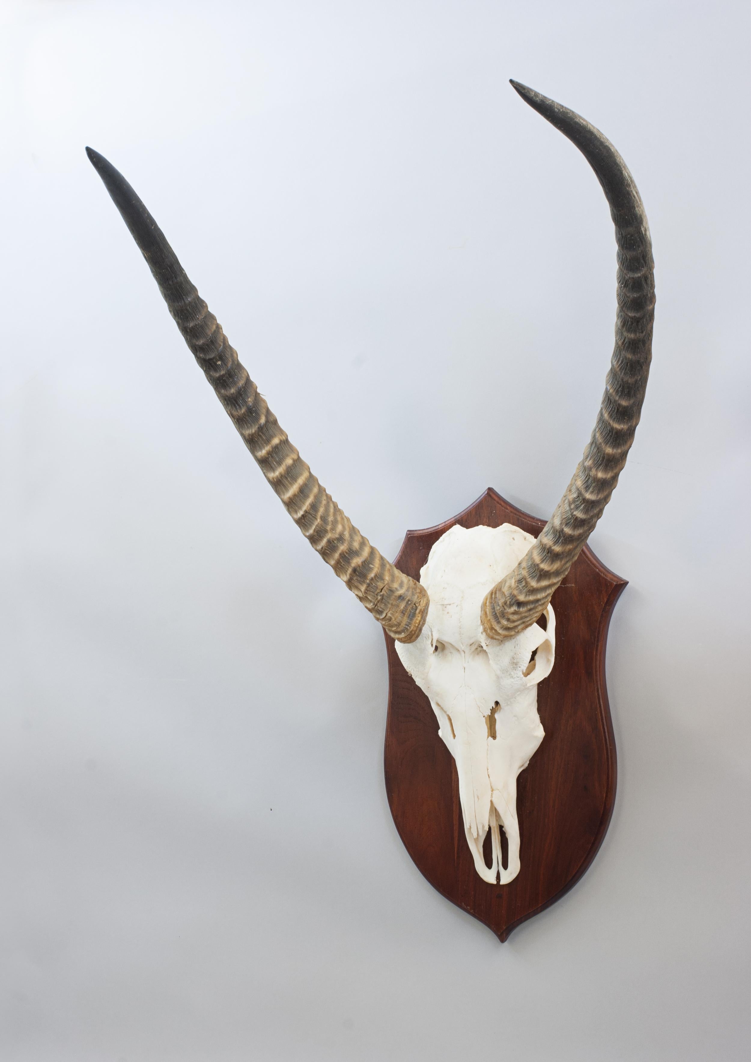 Ugandan Taxidermy Waterbuck, Skull Mount For Sale