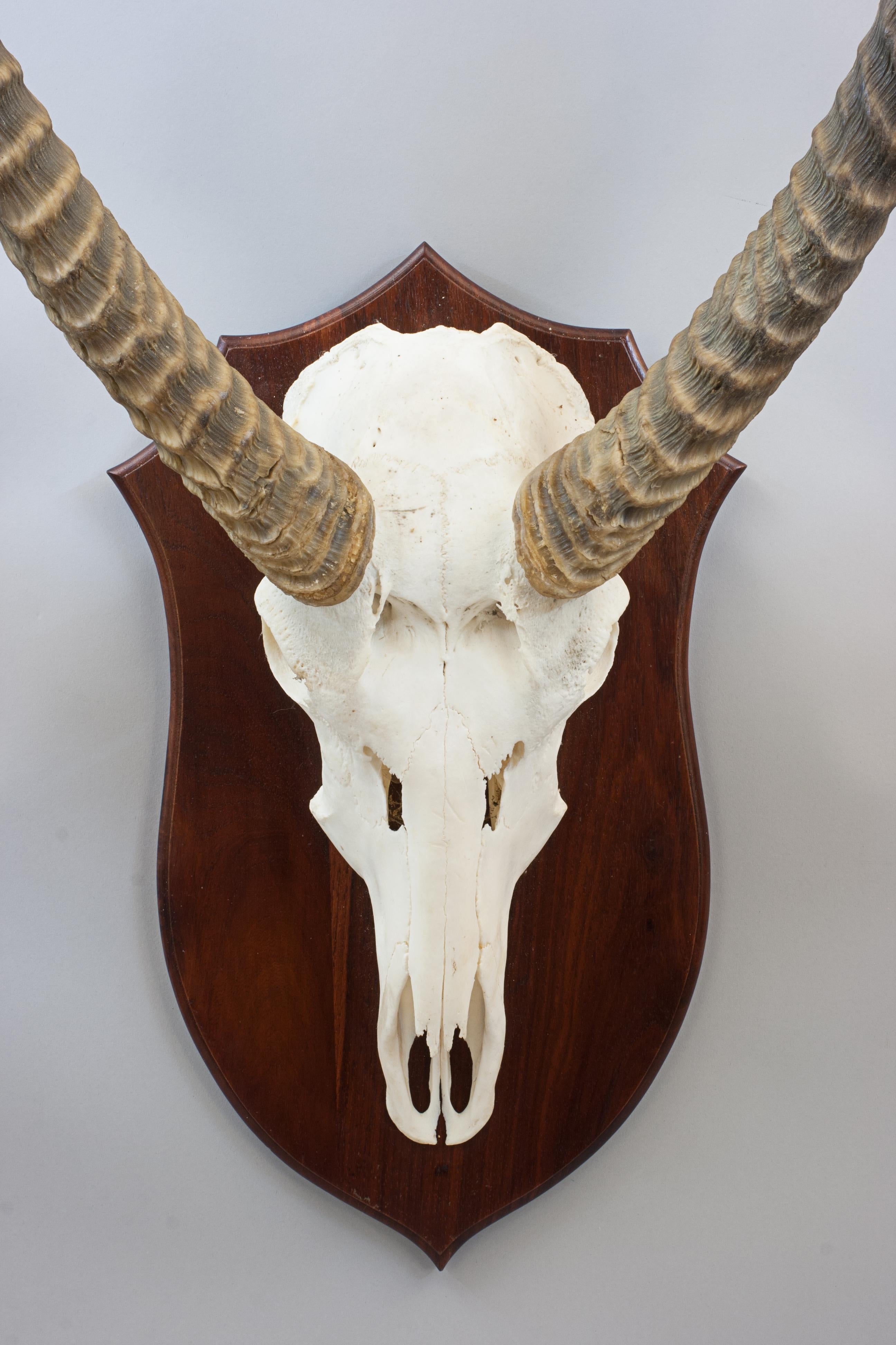 Taxidermy Waterbuck, Skull Mount In Good Condition For Sale In Oxfordshire, GB