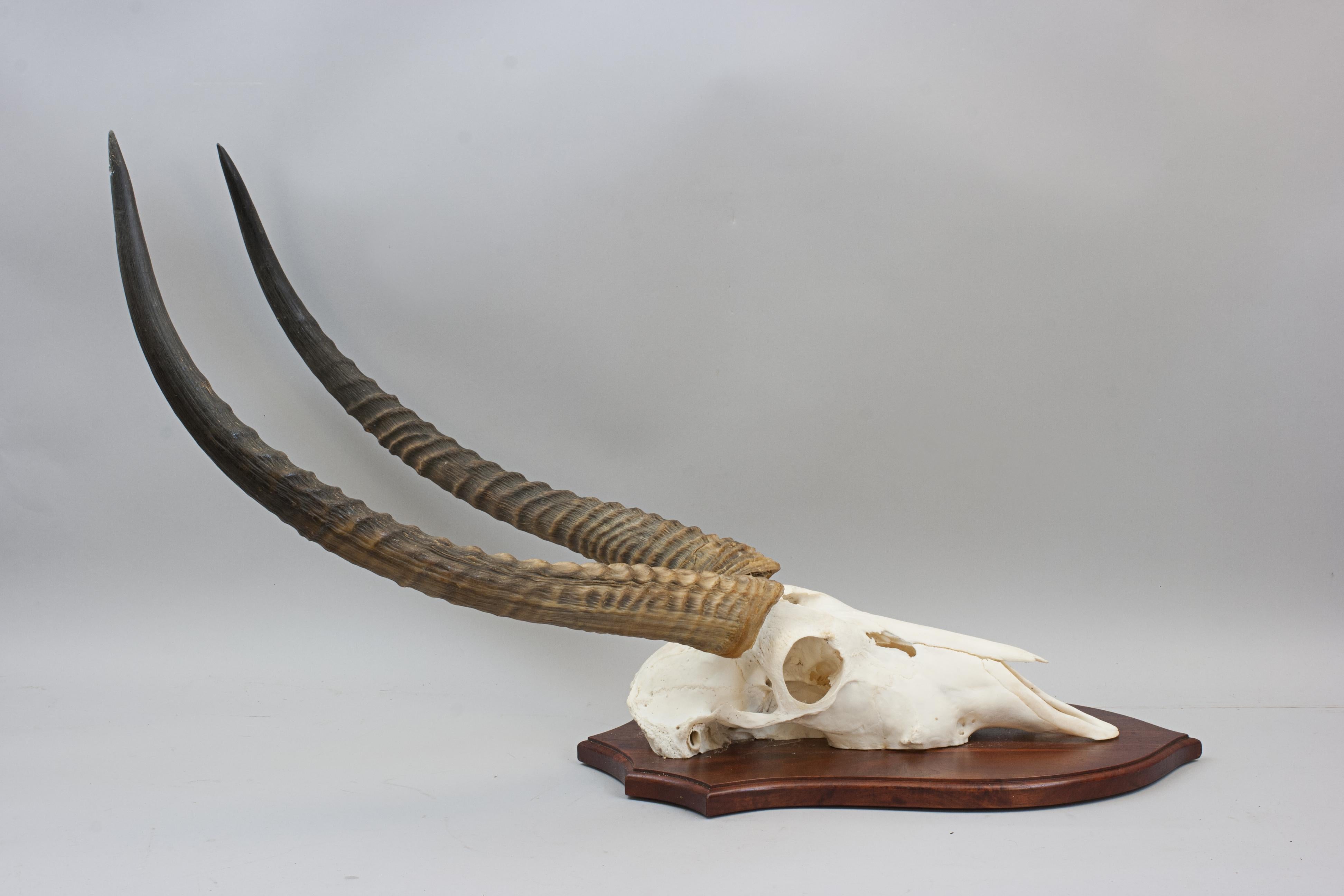 Mid-20th Century Taxidermy Waterbuck, Skull Mount For Sale