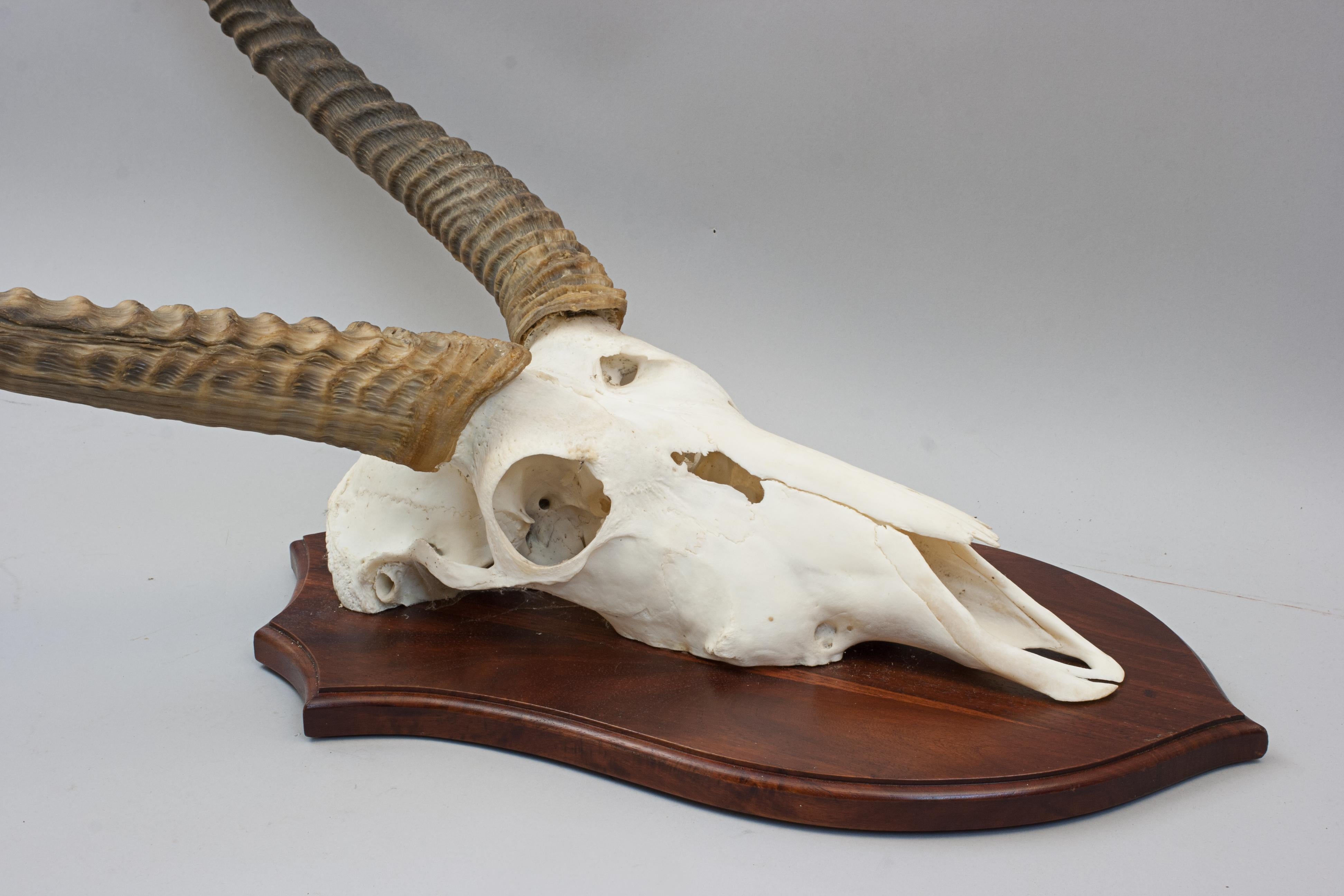 Taxidermia Waterbuck, Cráneo Montado Ugandés en venta