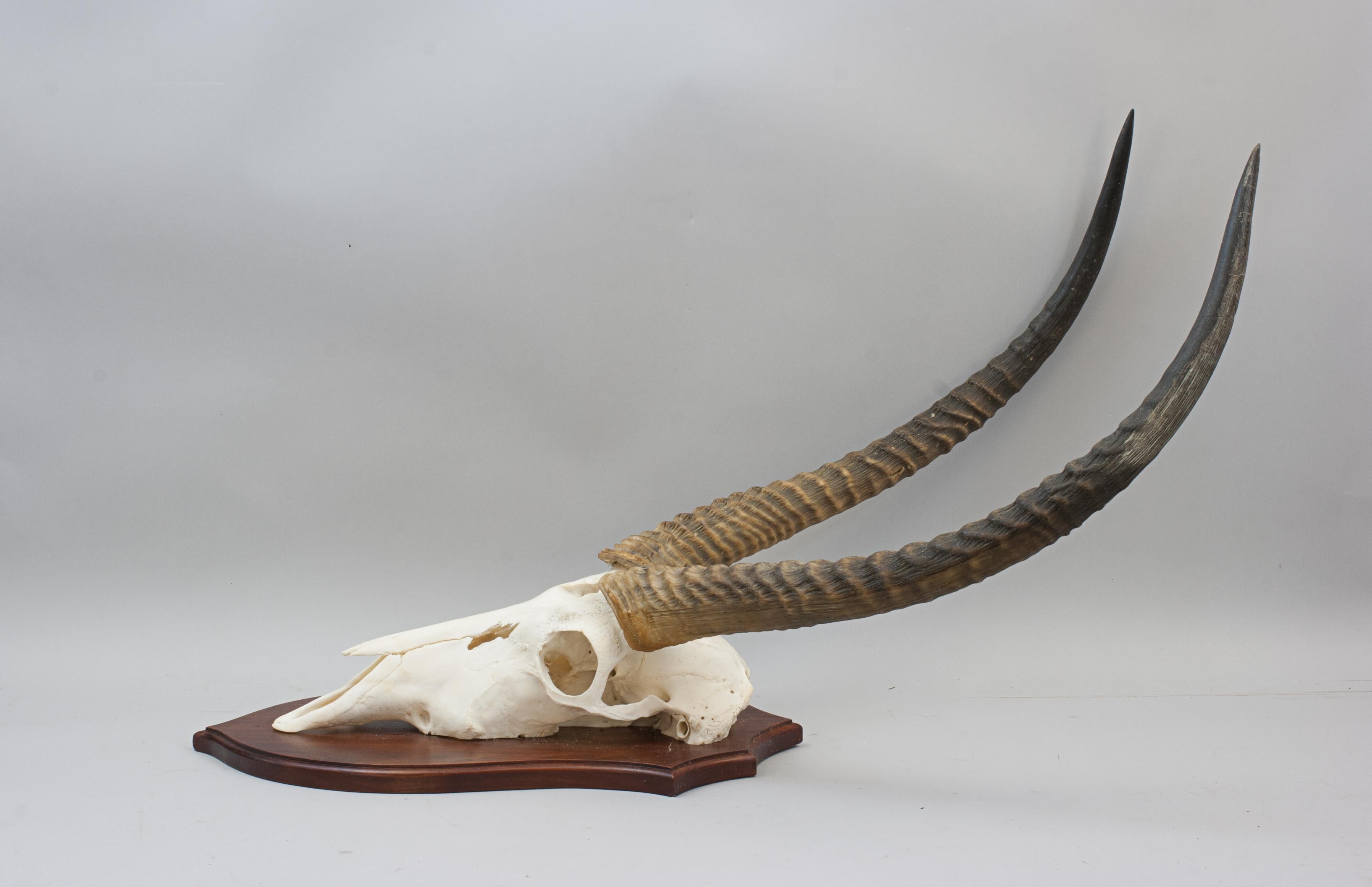Taxidermy Waterbuck, Skull Mount For Sale 1