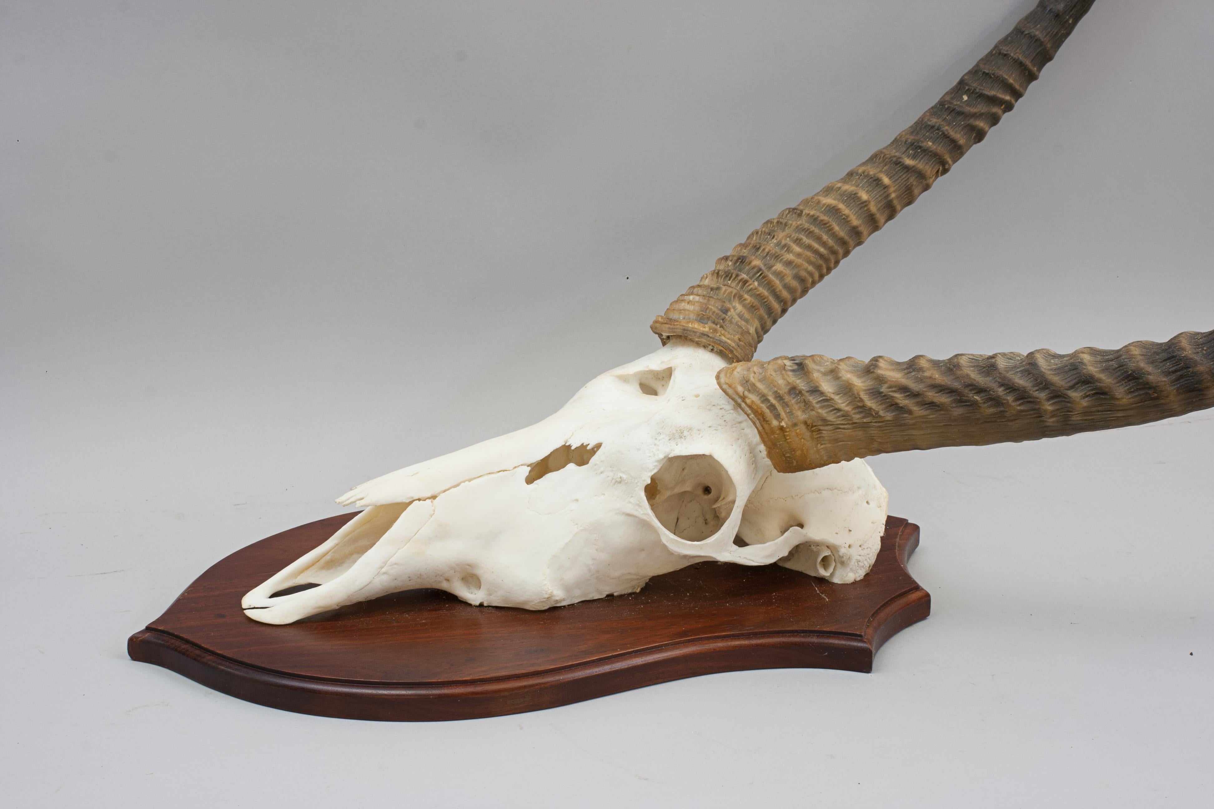 Taxidermy Waterbuck, Skull Mount For Sale 2