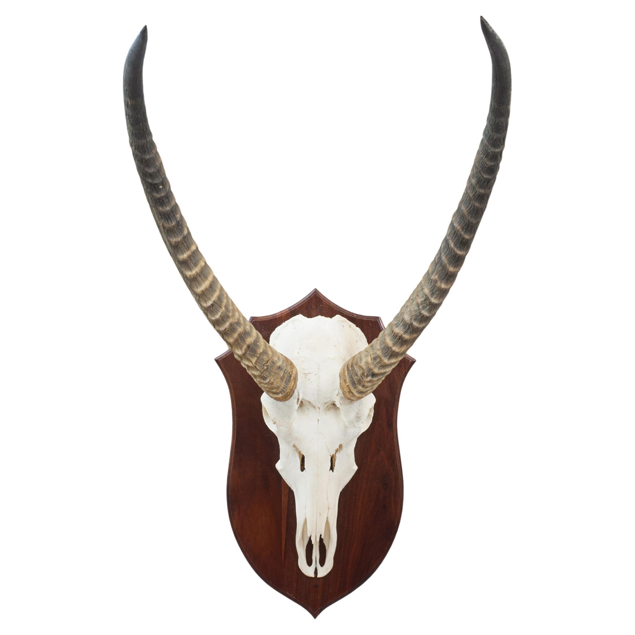 Taxidermy Waterbuck, Skull Mount For Sale