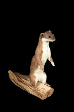 Taxidermy Weasel in Alert Position