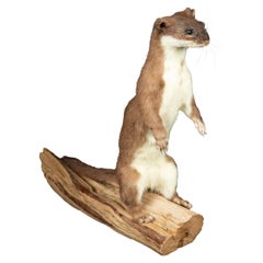 Taxidermy Weasel in Alert Position