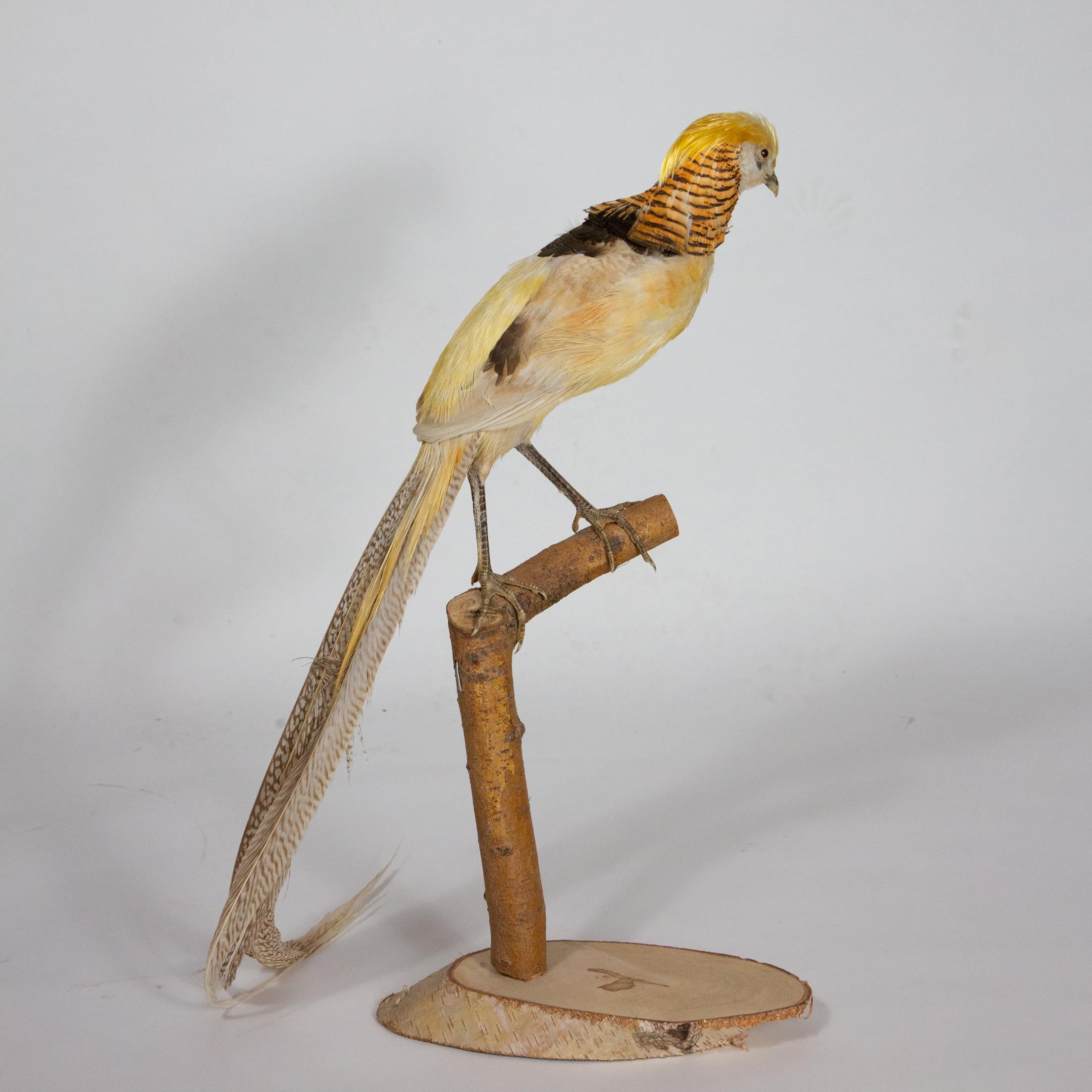 This taxidermy Yellow Golden Pheasant is a beautiful representation of the female of the species, showcasing its vibrant colors and distinctive markings. The Yellow Golden Pheasant is a game bird native to China, known for its striking appearance