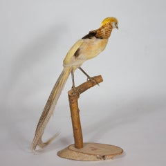 Taxidermie Faisan doré jaune